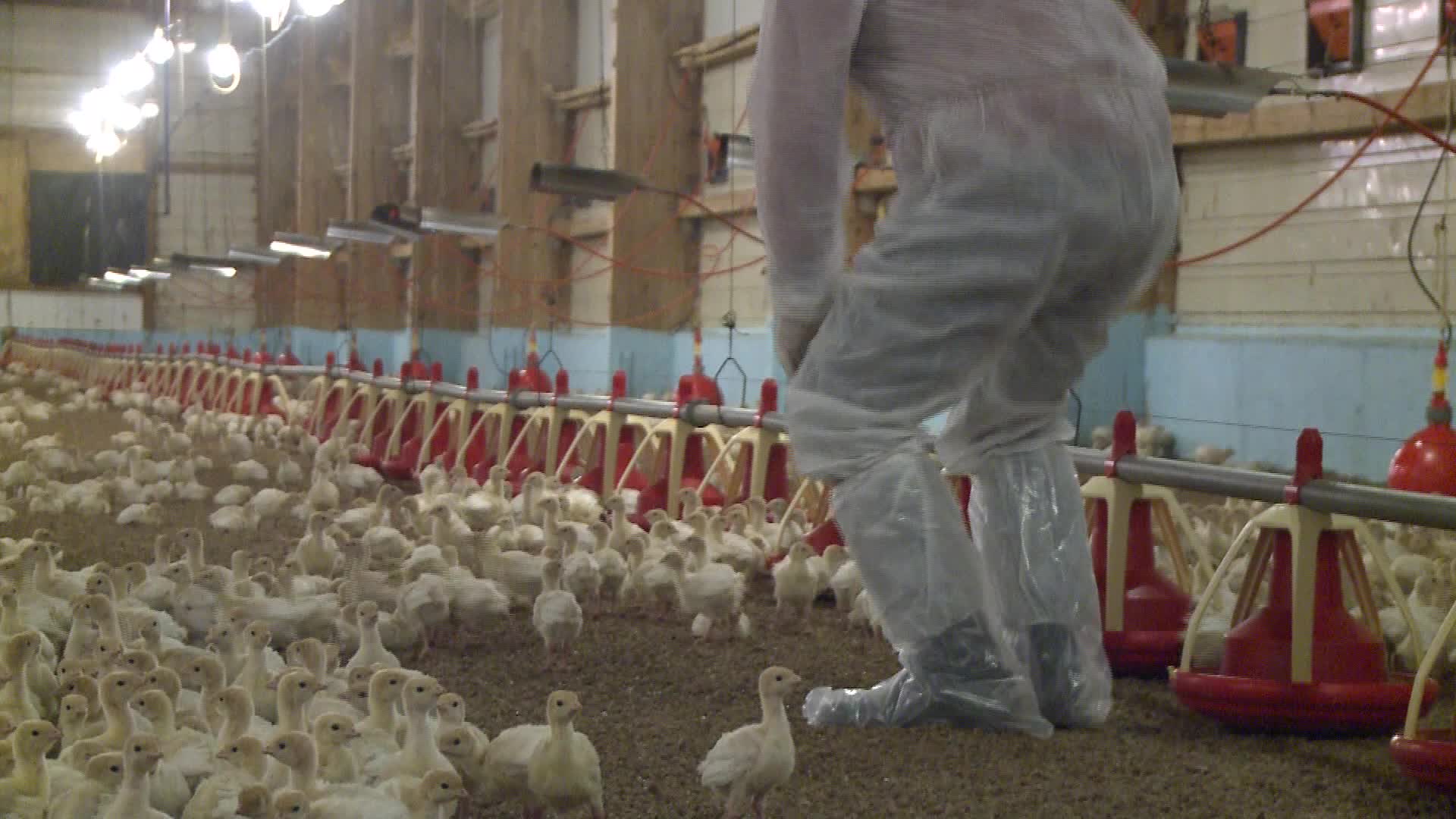 Turkeys farm in Poland