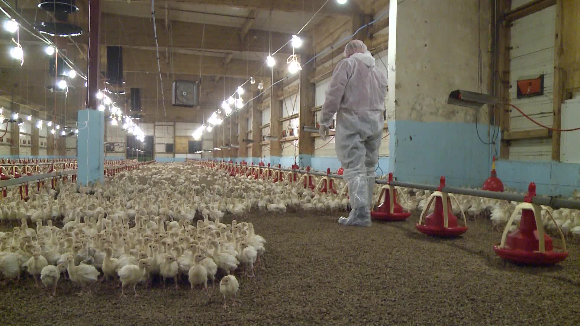Turkeys farm in Poland
