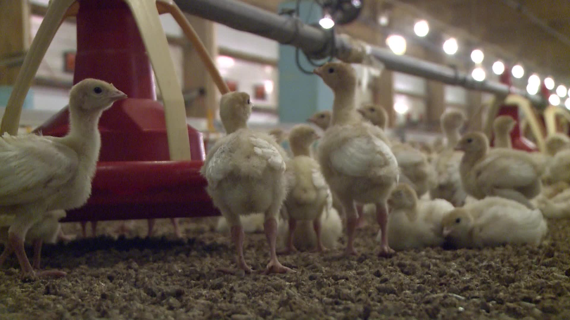 Turkeys farm in Poland