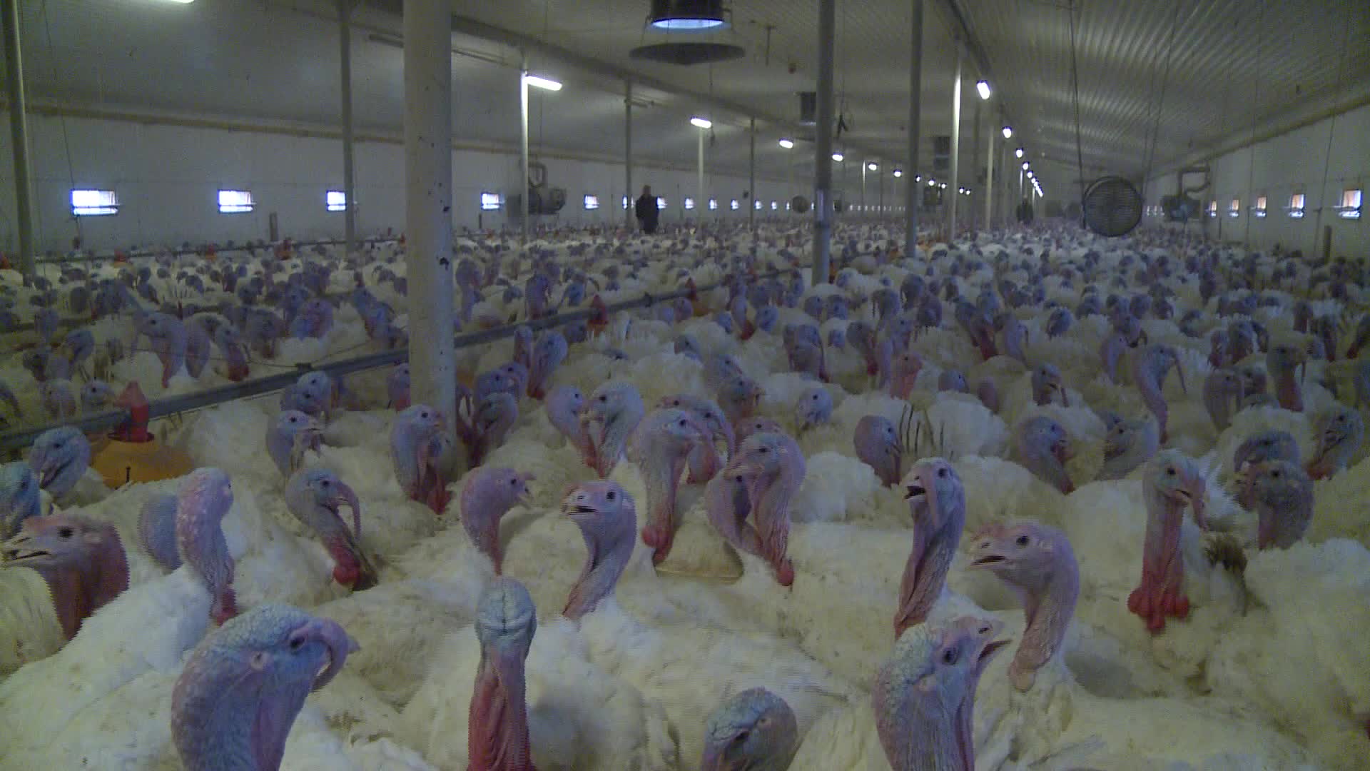 Turkeys farm in Poland