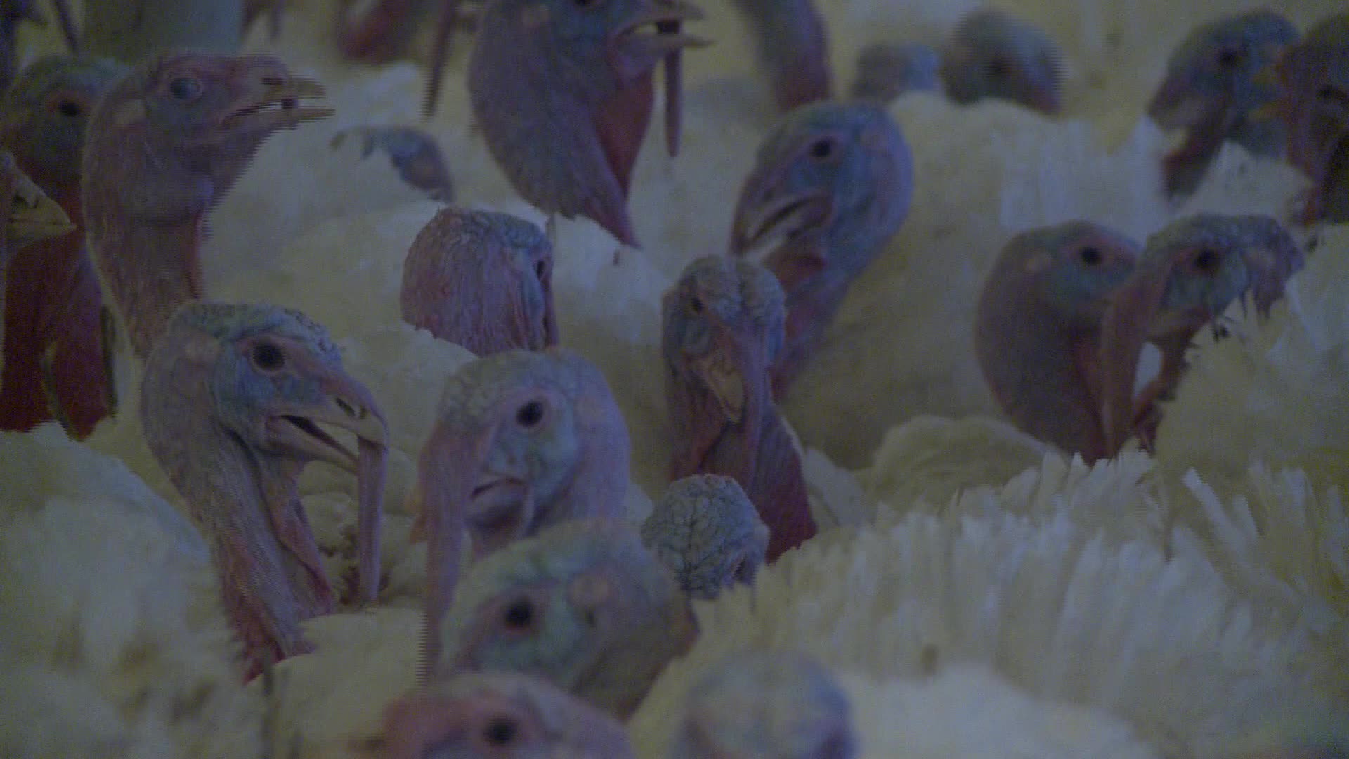 Turkeys farm in Poland