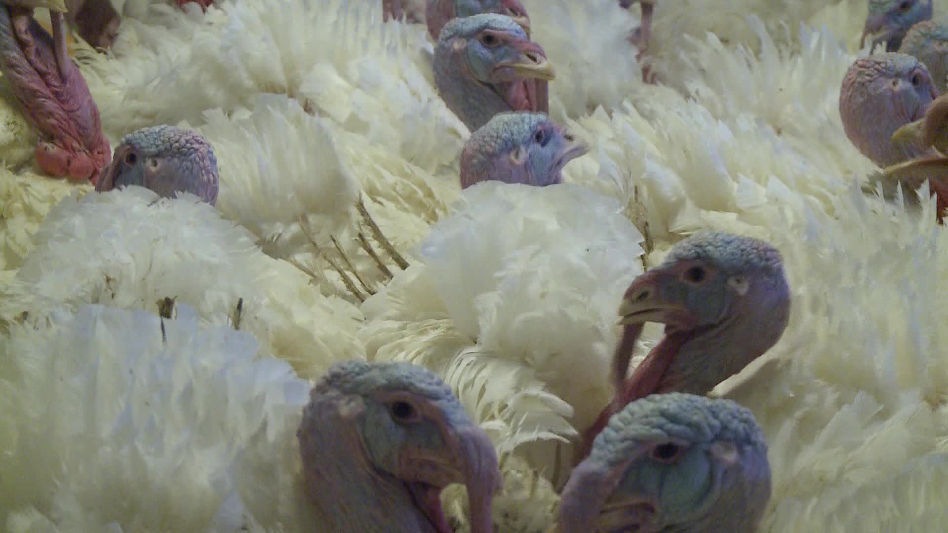 Turkeys farm in Poland