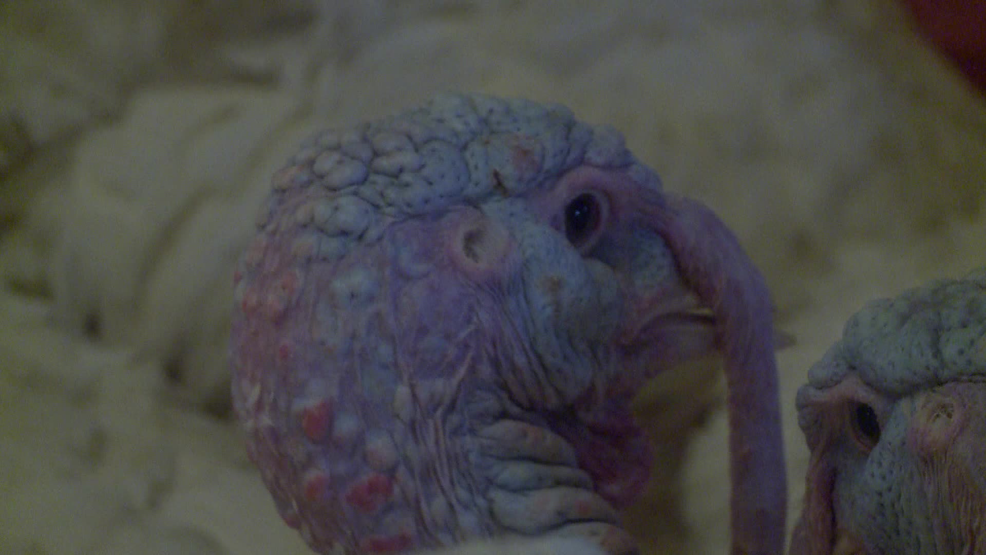 Turkeys farm in Poland