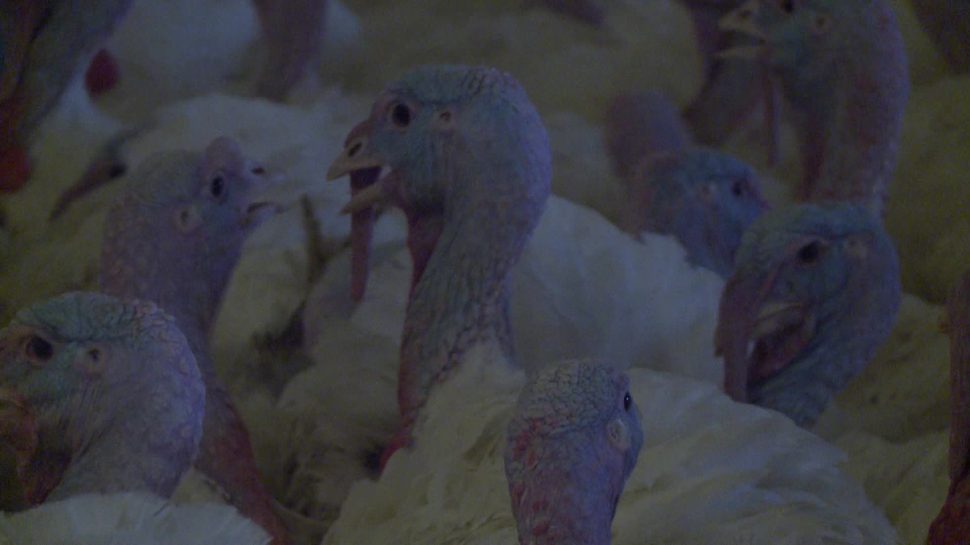 Turkeys farm in Poland
