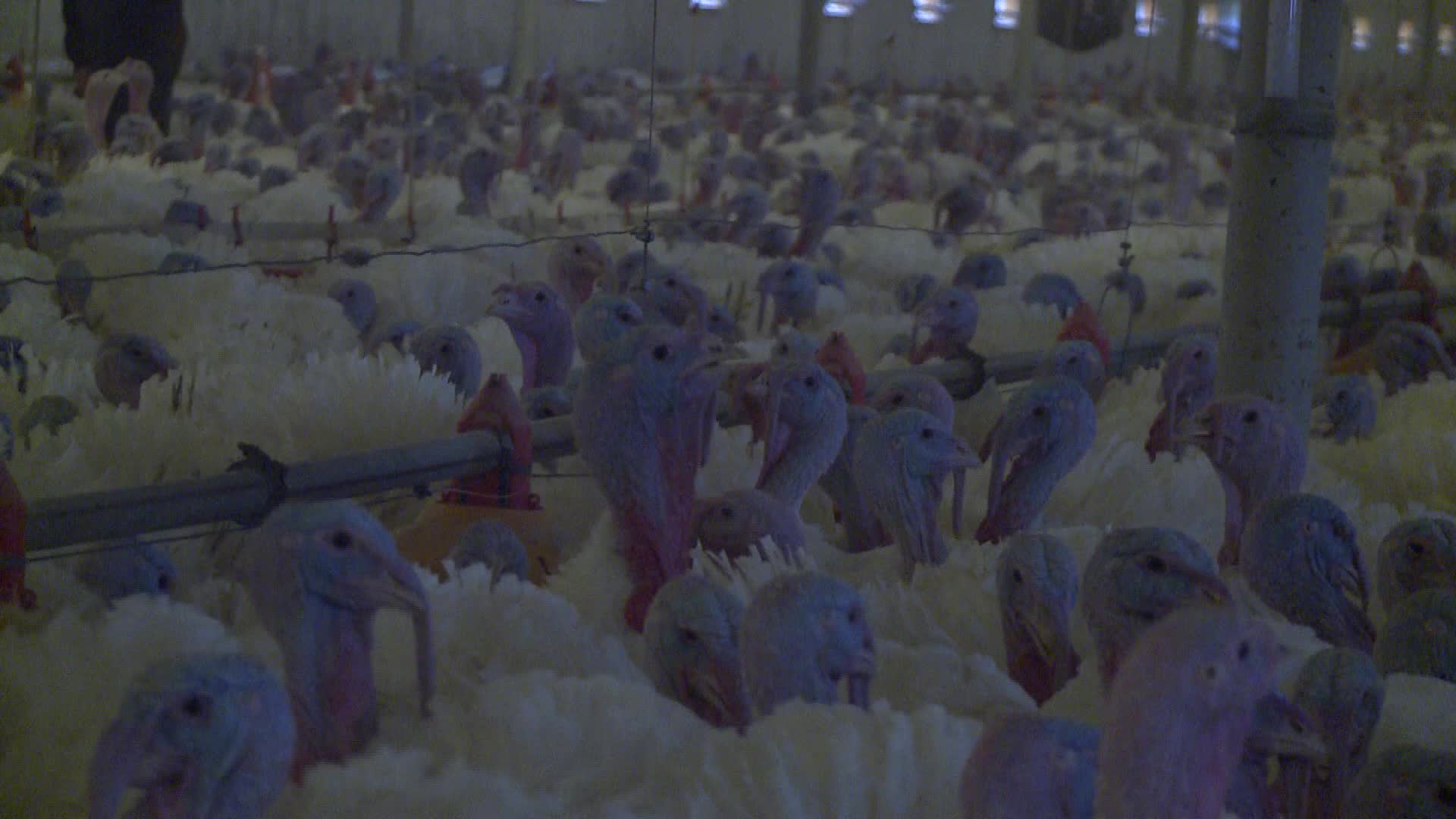 Turkeys farm in Poland