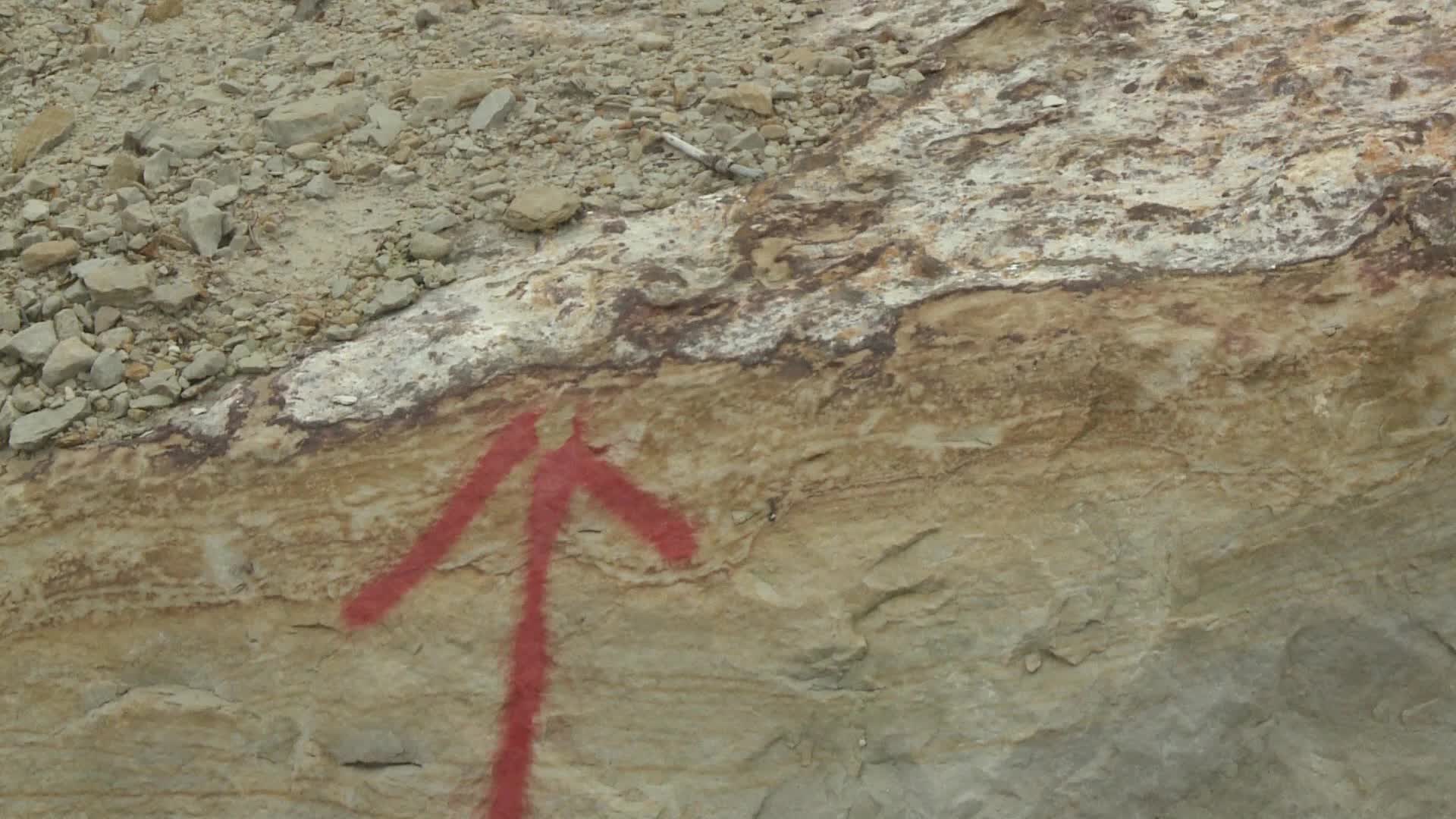 Hundreds of dinosaur footprints discovered in Poland