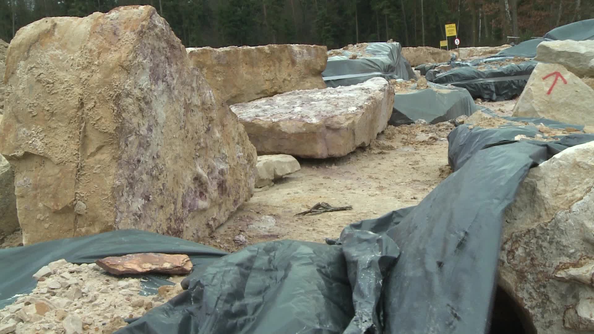 Hundreds of dinosaur footprints discovered in Poland