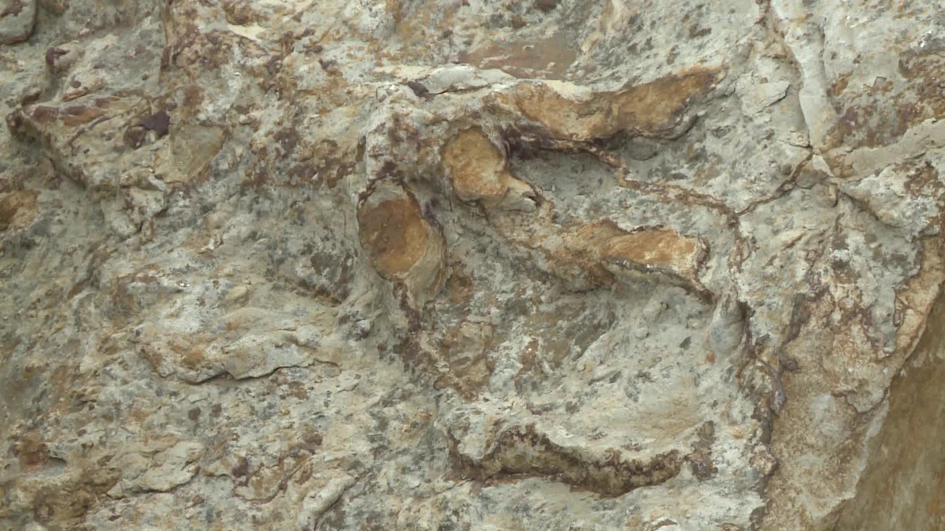 Hundreds of dinosaur footprints discovered in Poland