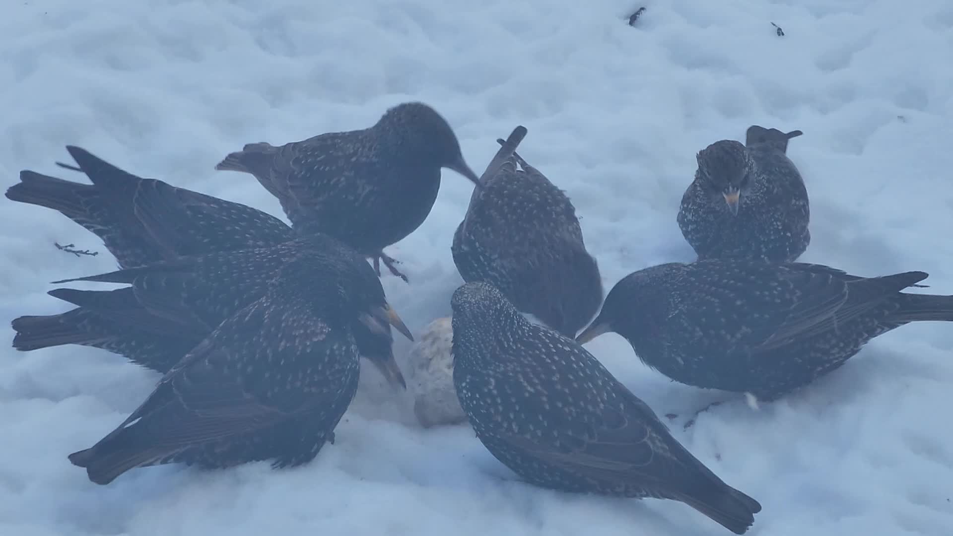 Common starlings