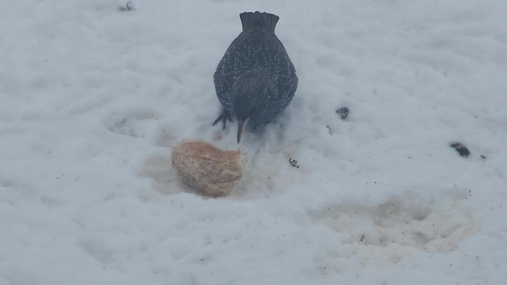 Common starlings