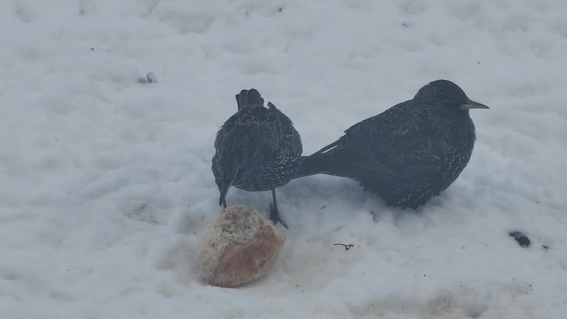 Common starlings