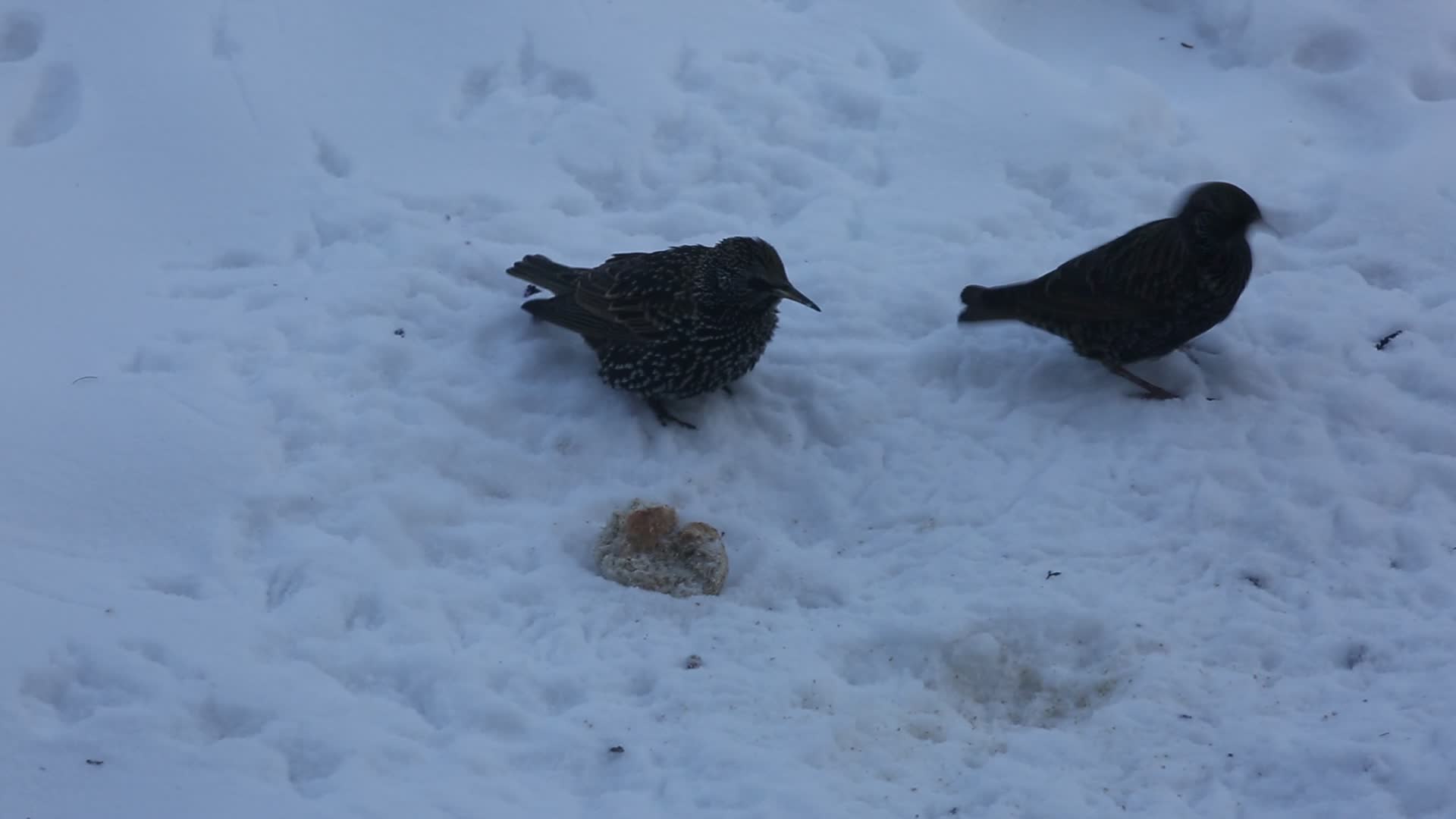 Common starlings