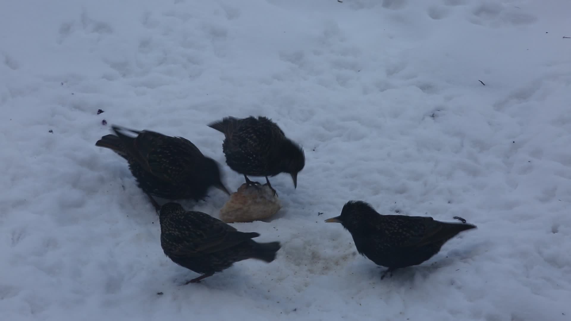 Common starlings