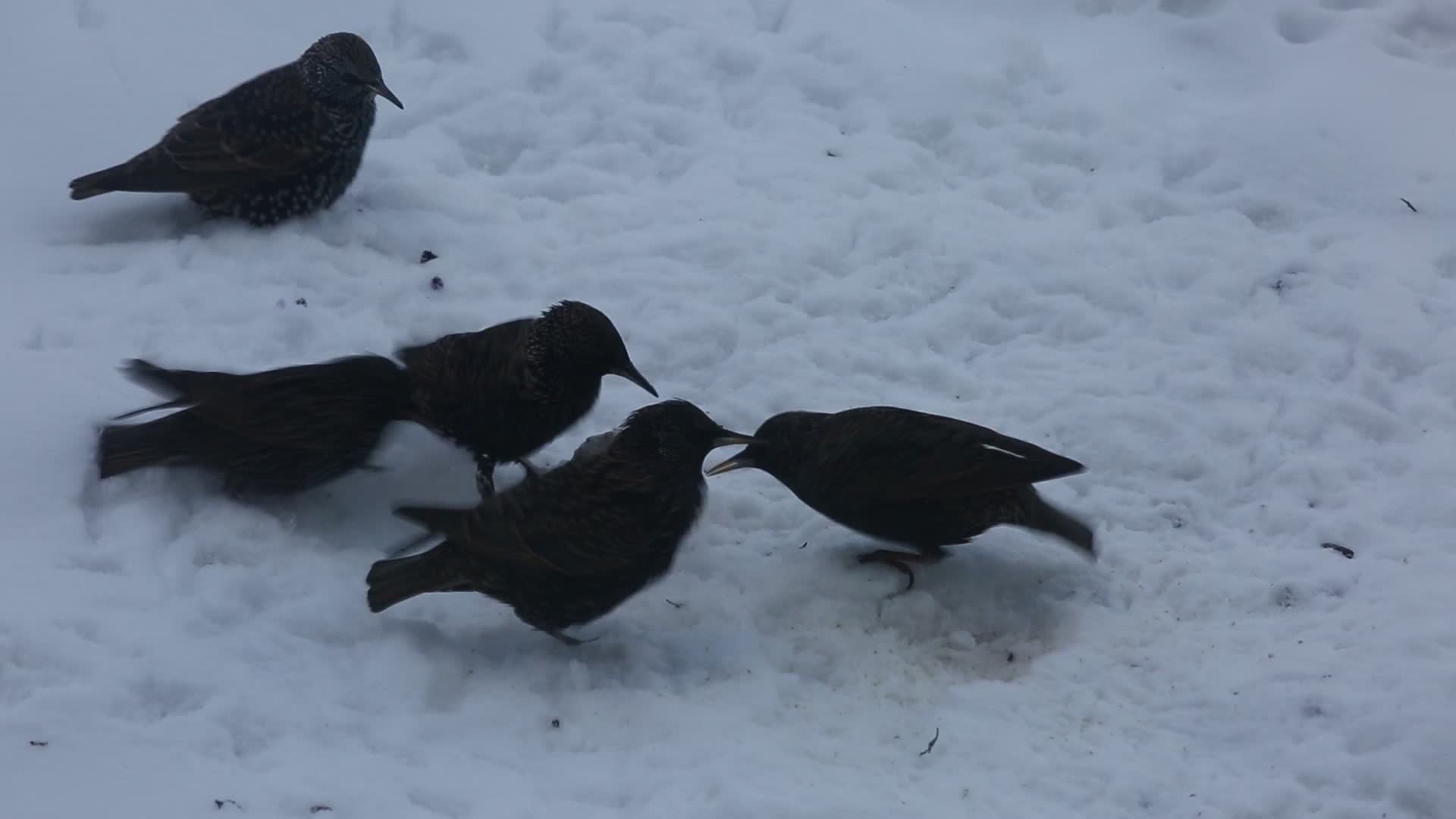 Common starlings