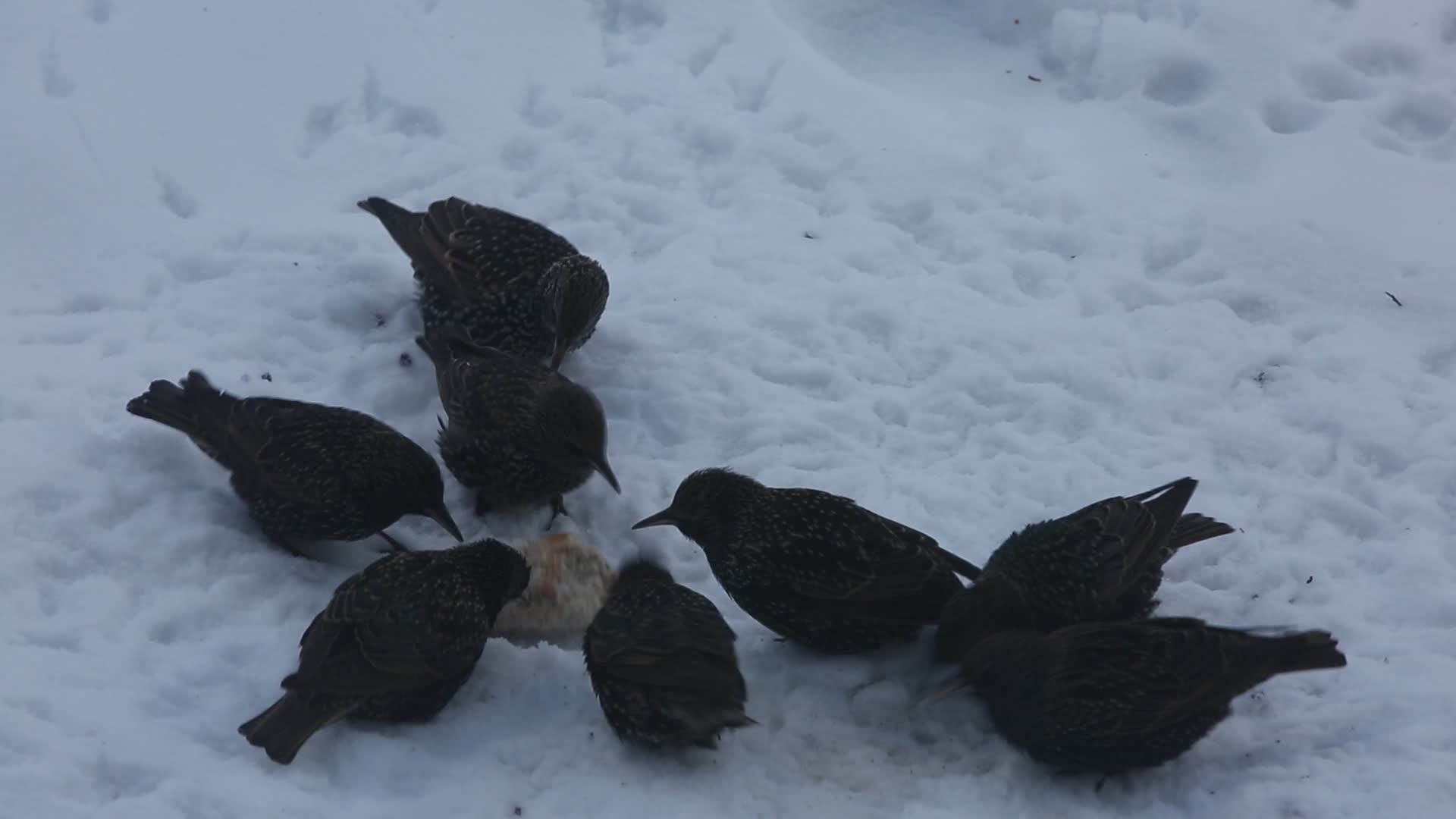 Common starlings