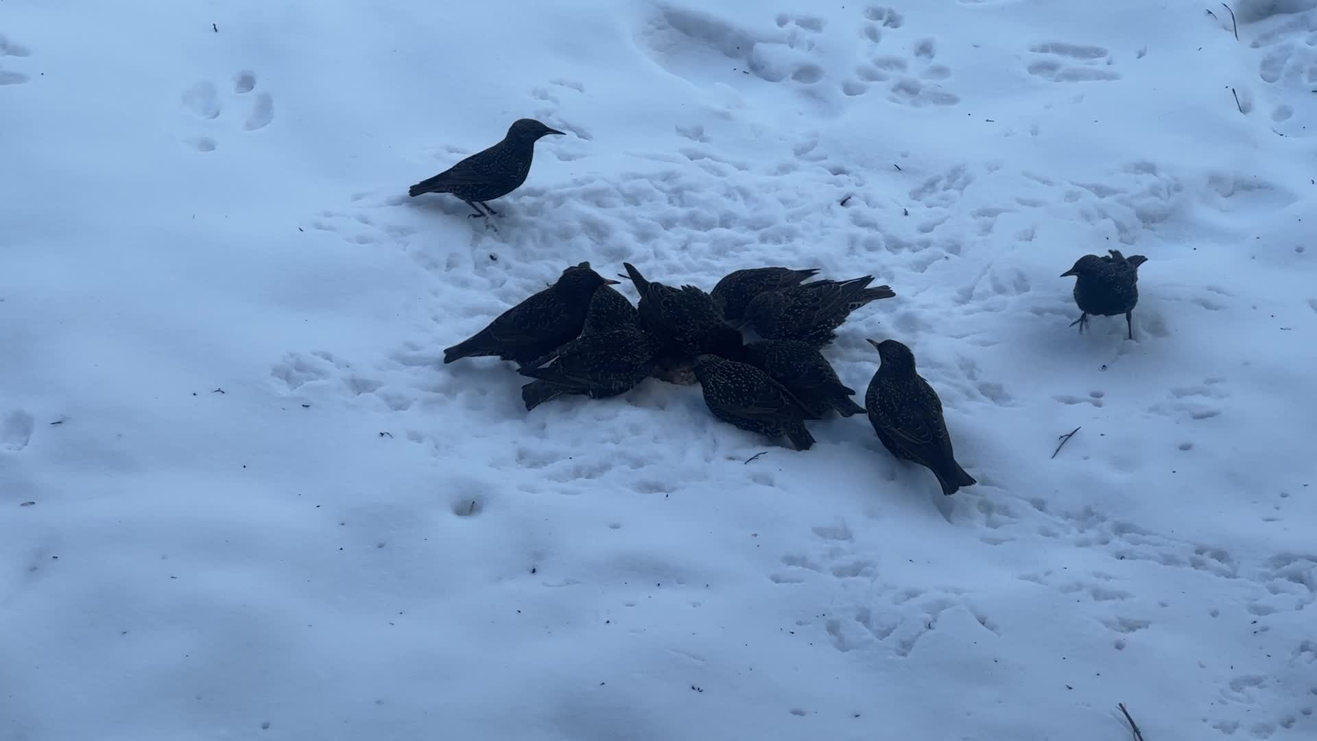 Common starlings
