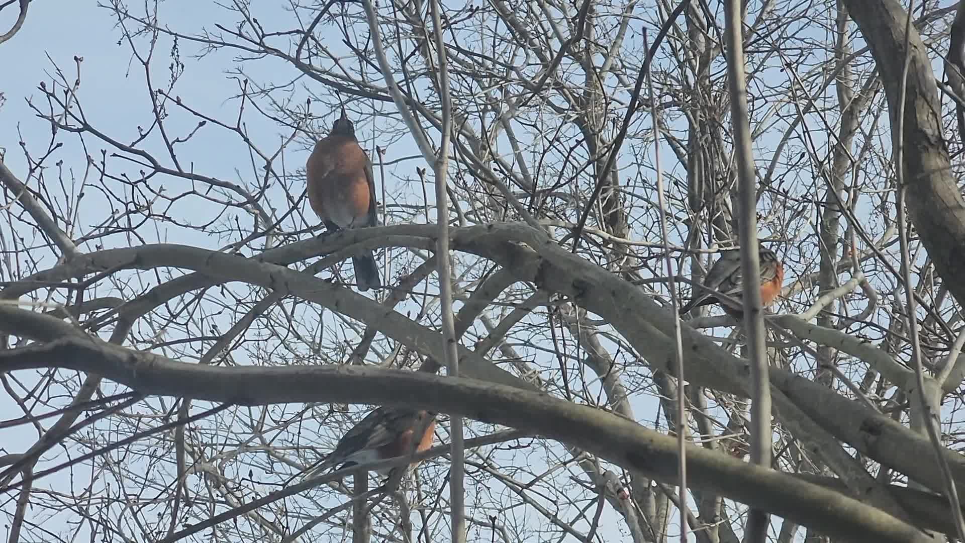 American robin