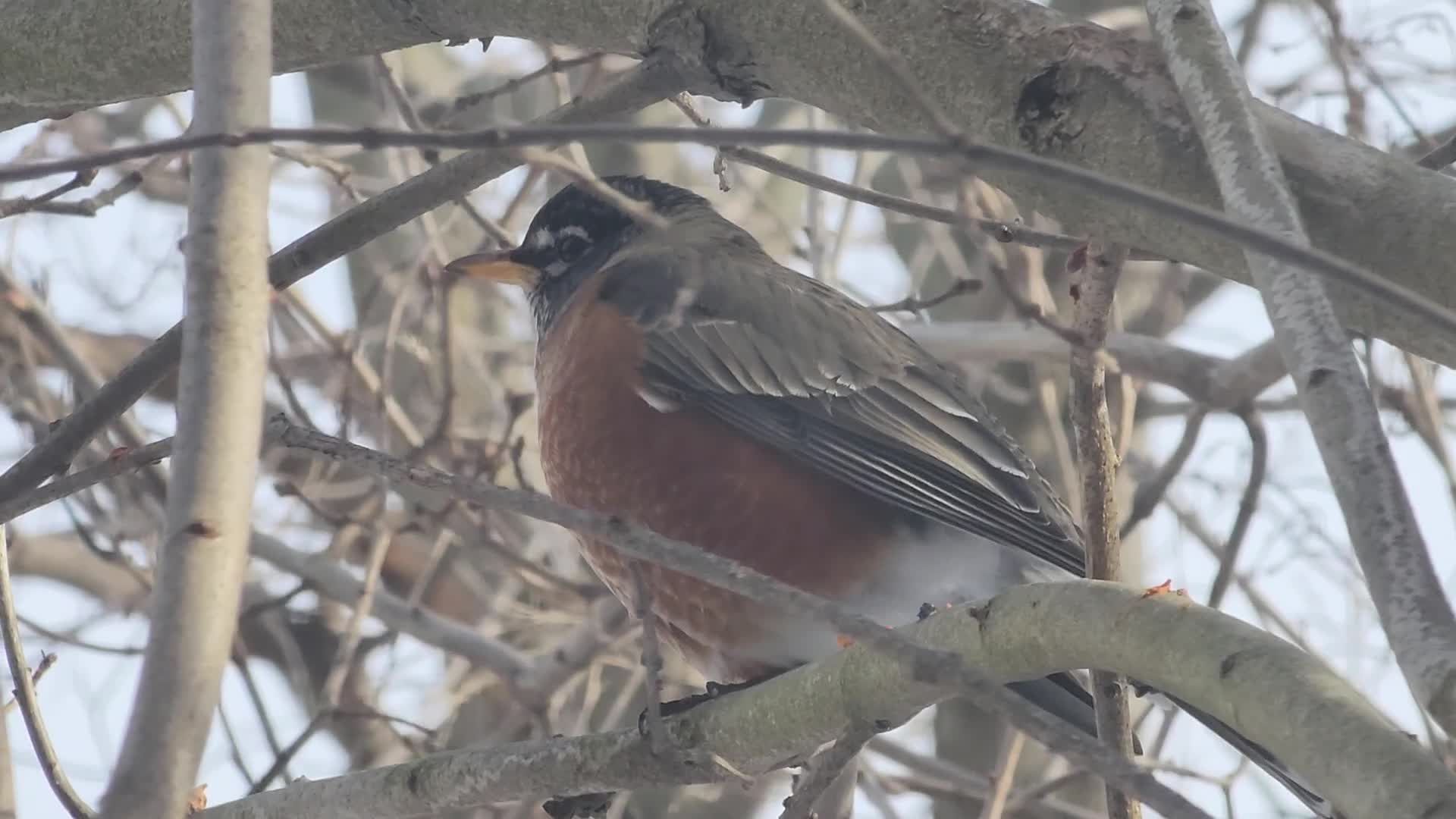 American robin
