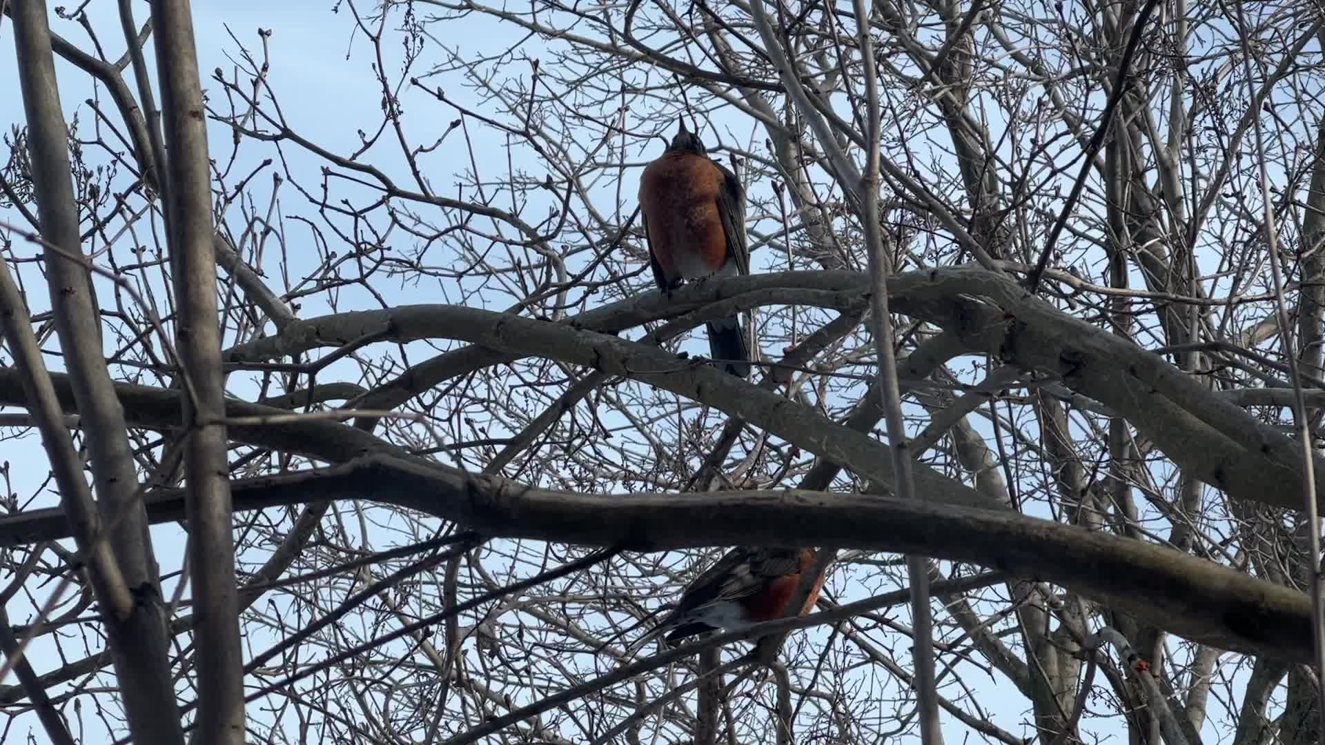 American robin