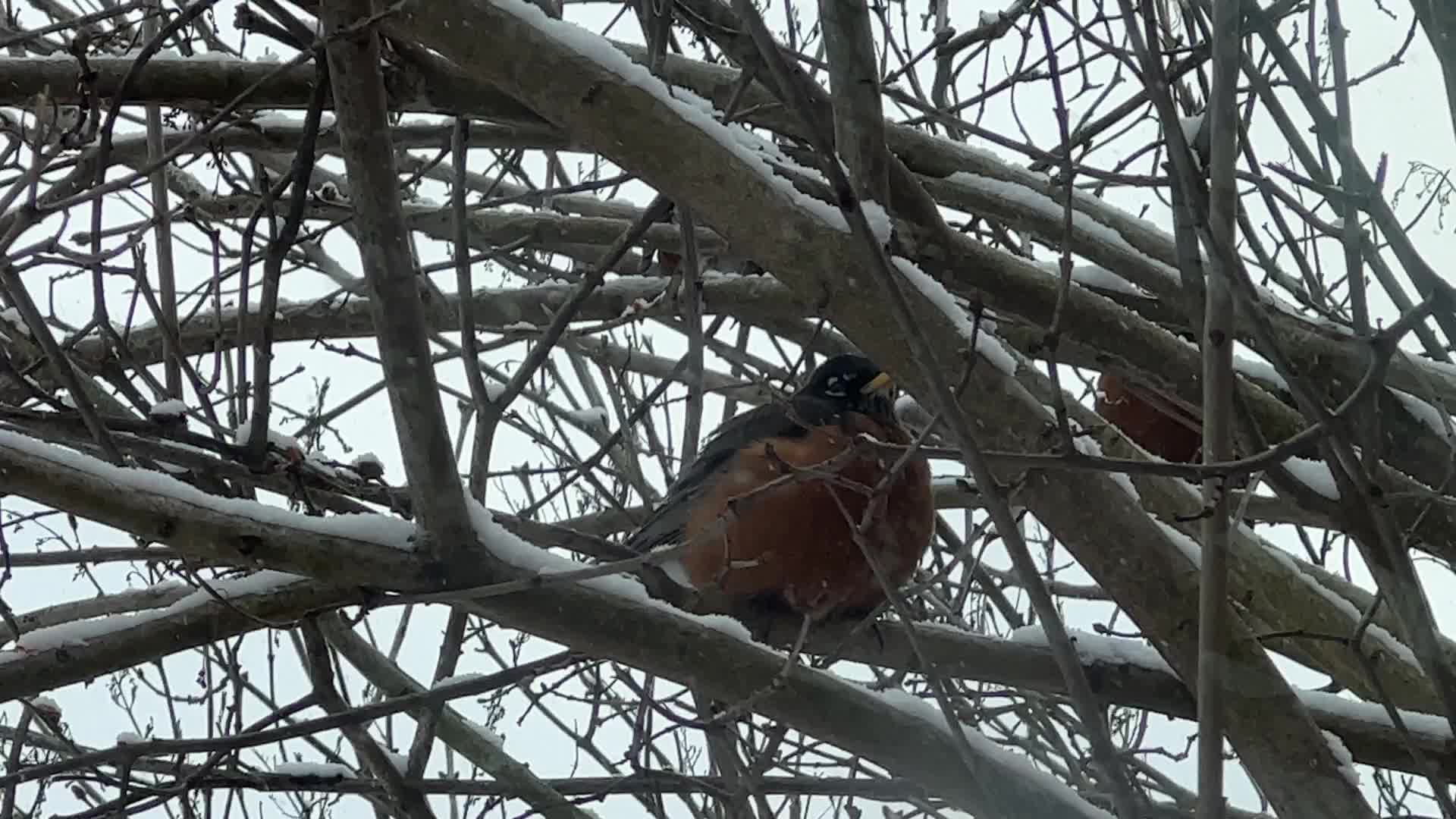 American robin