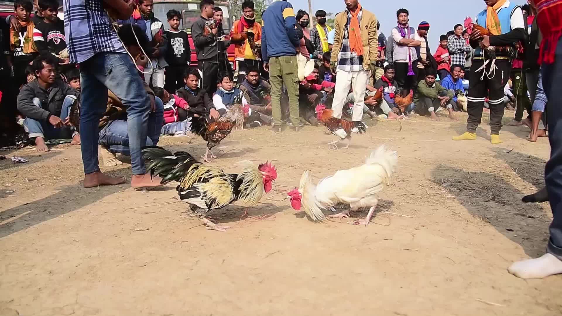 Traditional cockfight In India