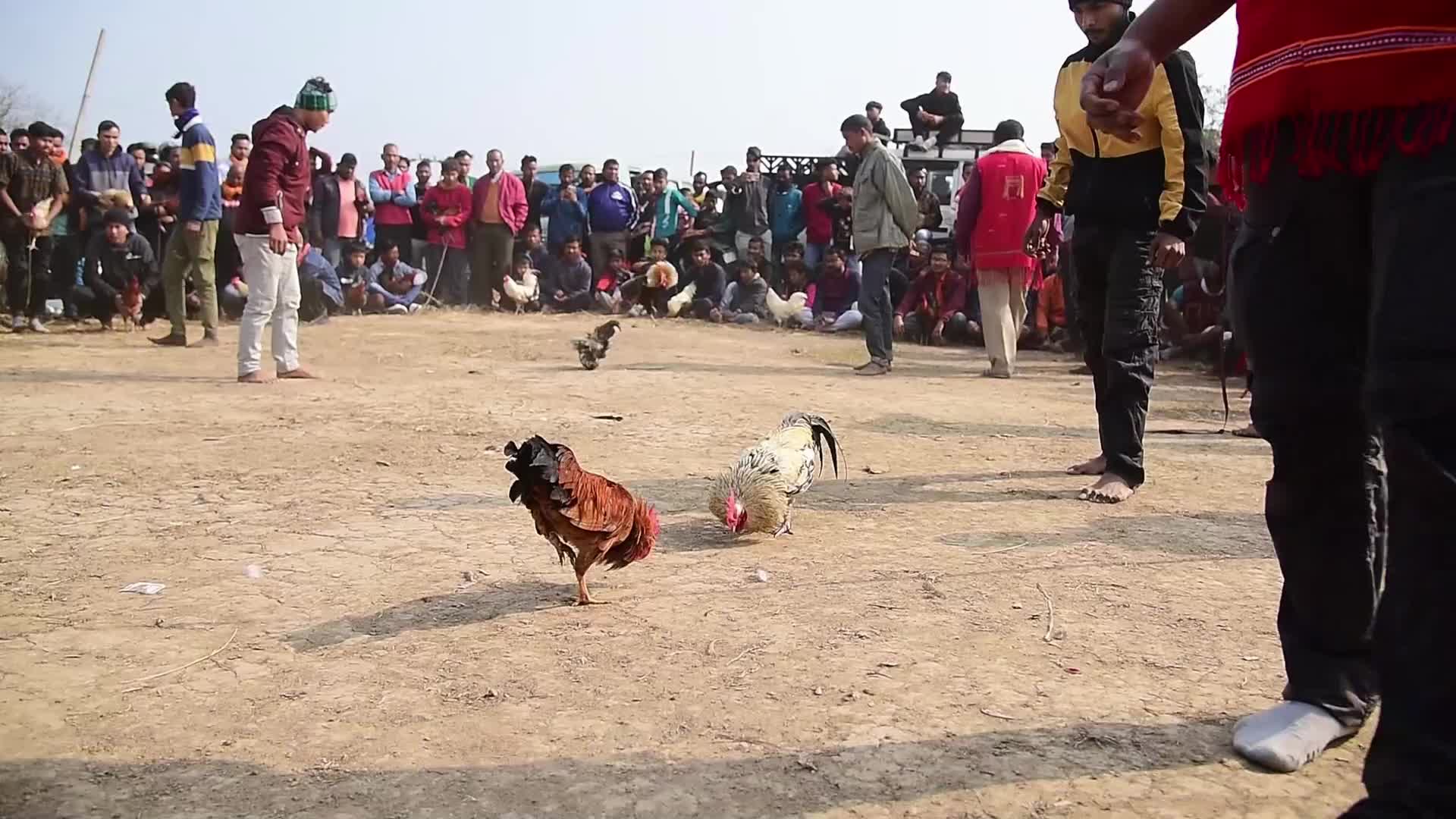Traditional cockfight In India