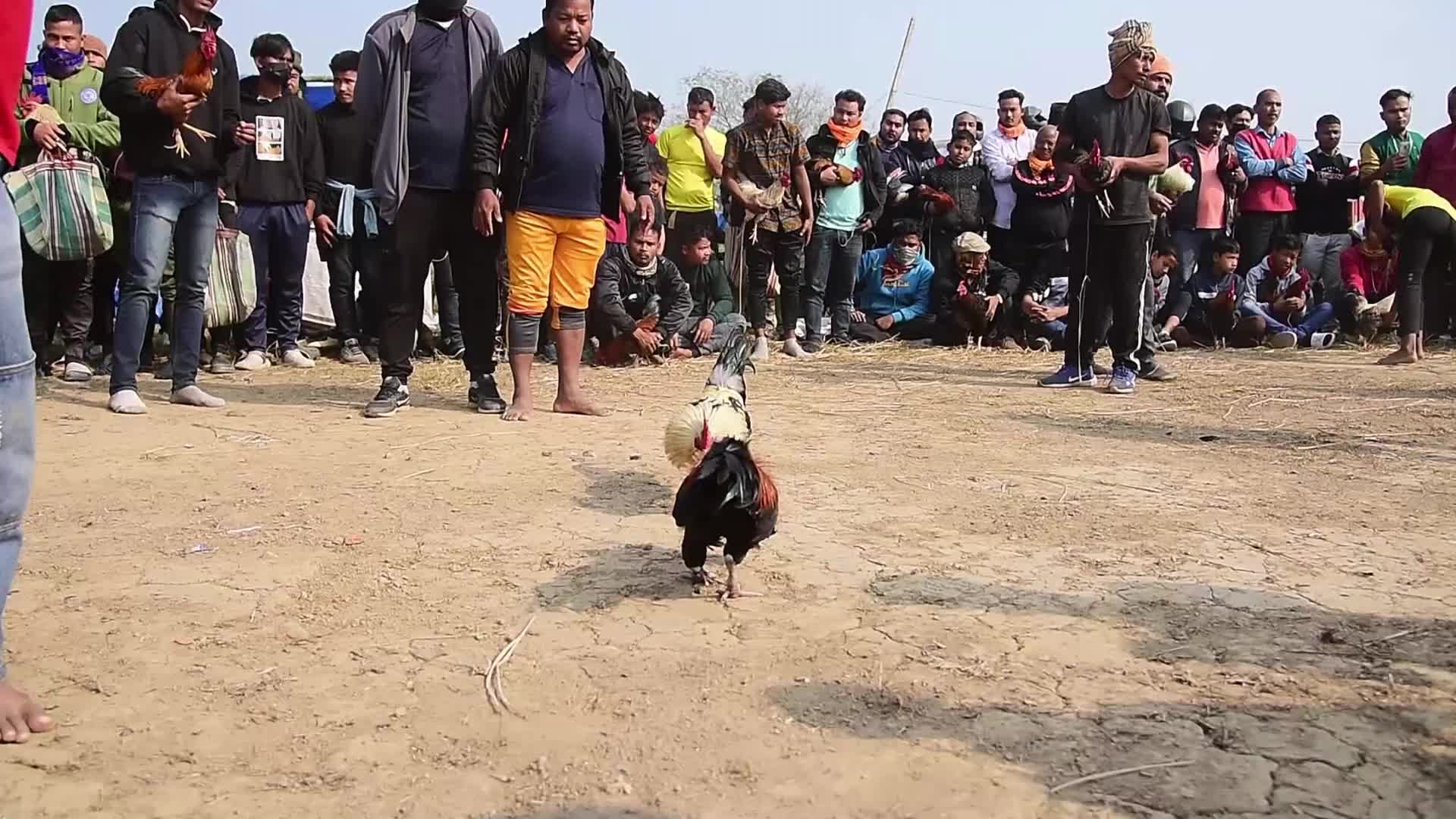 Traditional cockfight In India