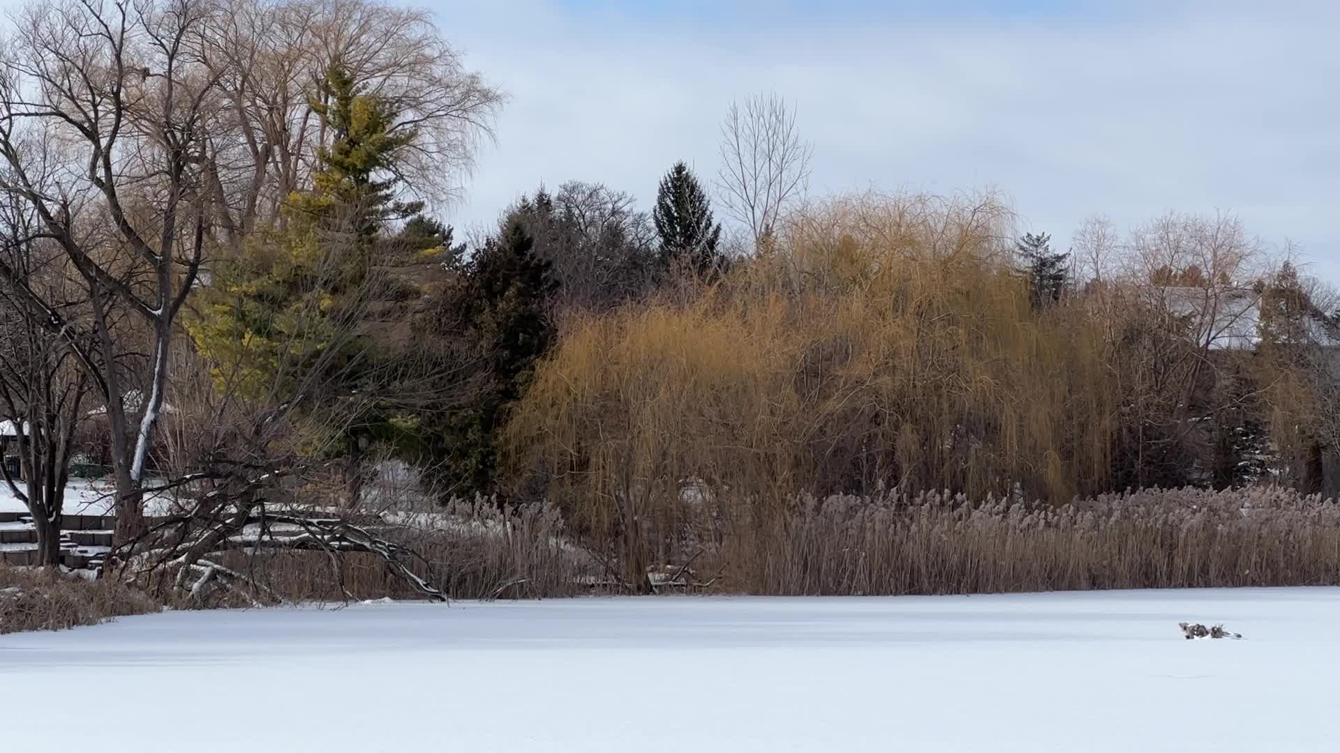 Daily life during winter in Toronto, Canada