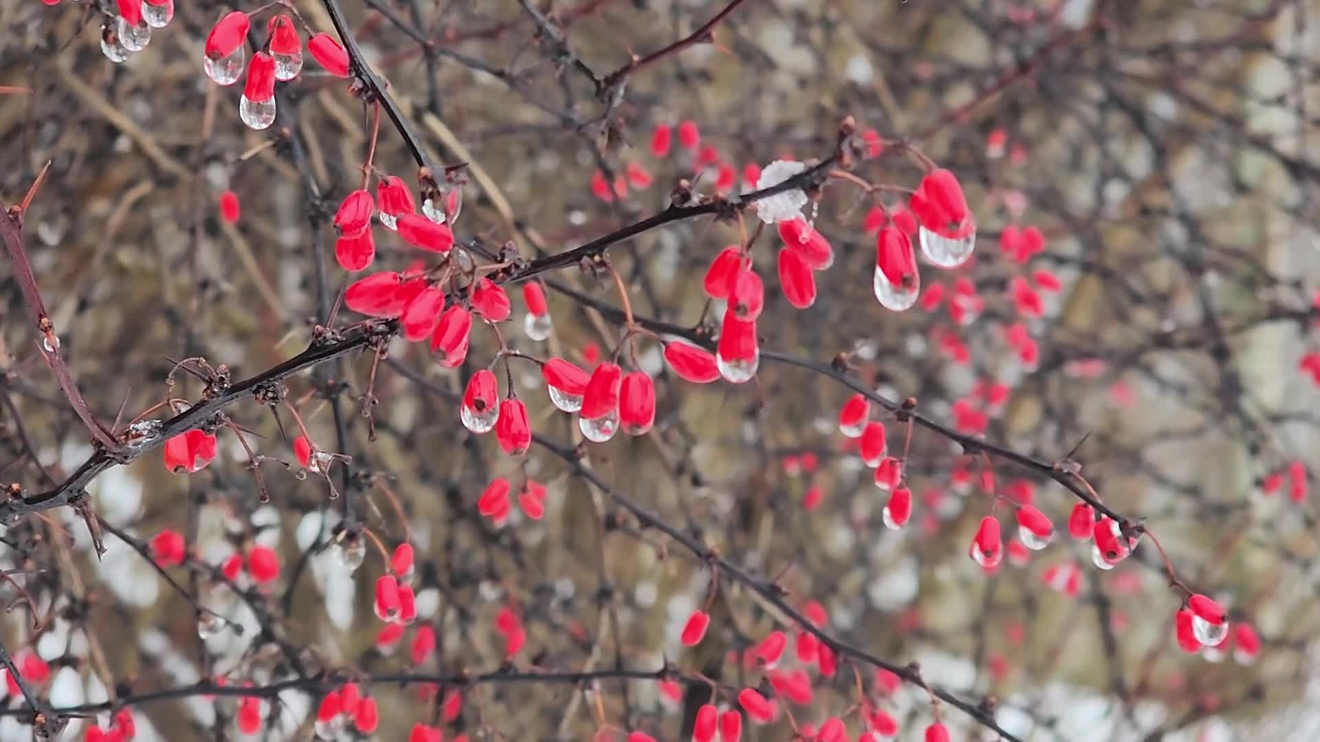 Cold and wet foggy day in Toronto, Canada