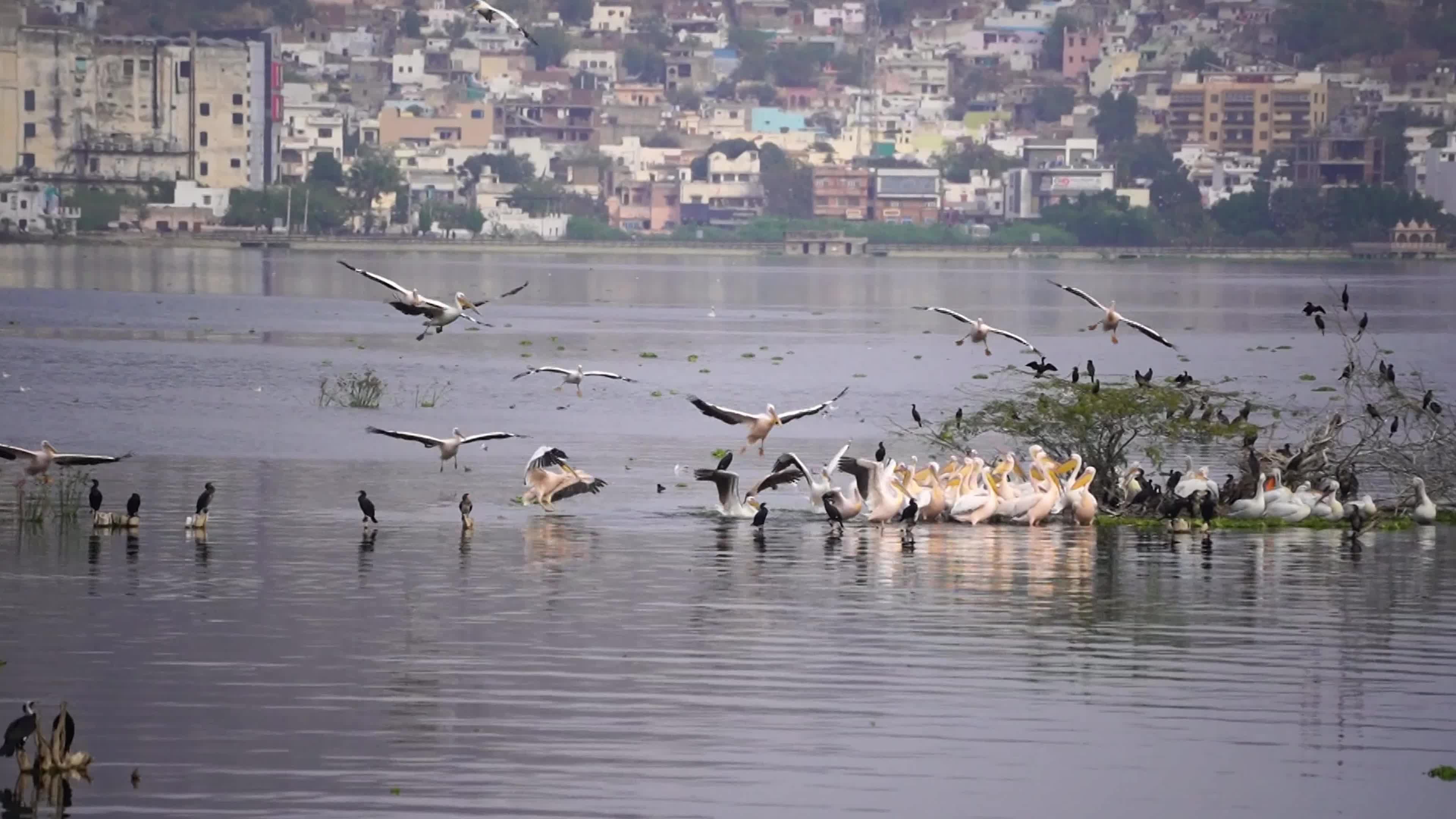 Pelican birds in India