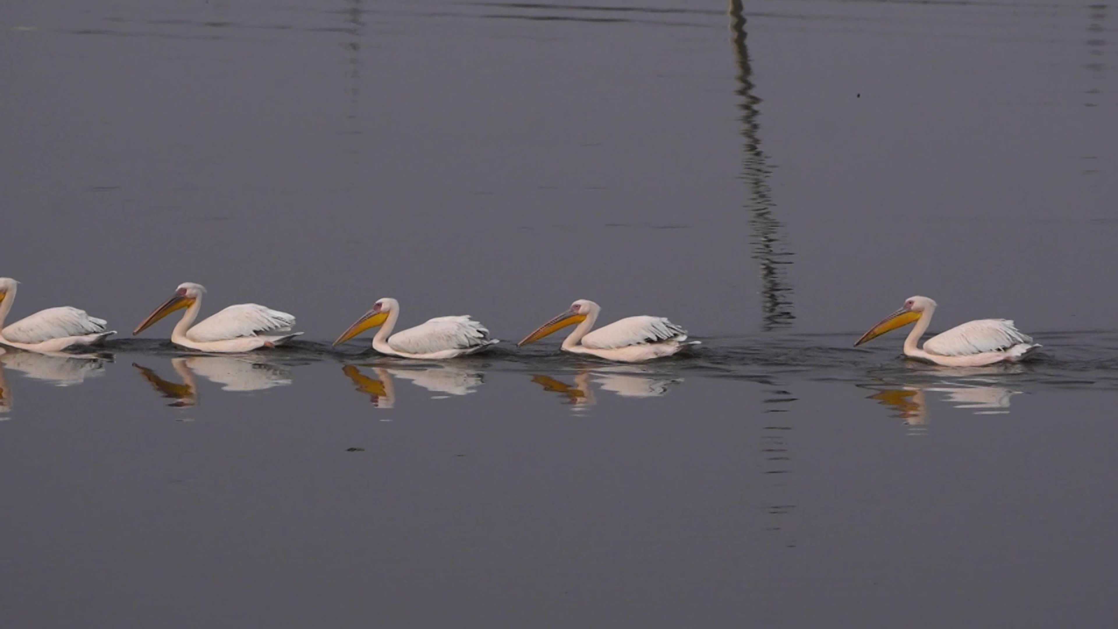 Pelican birds in India