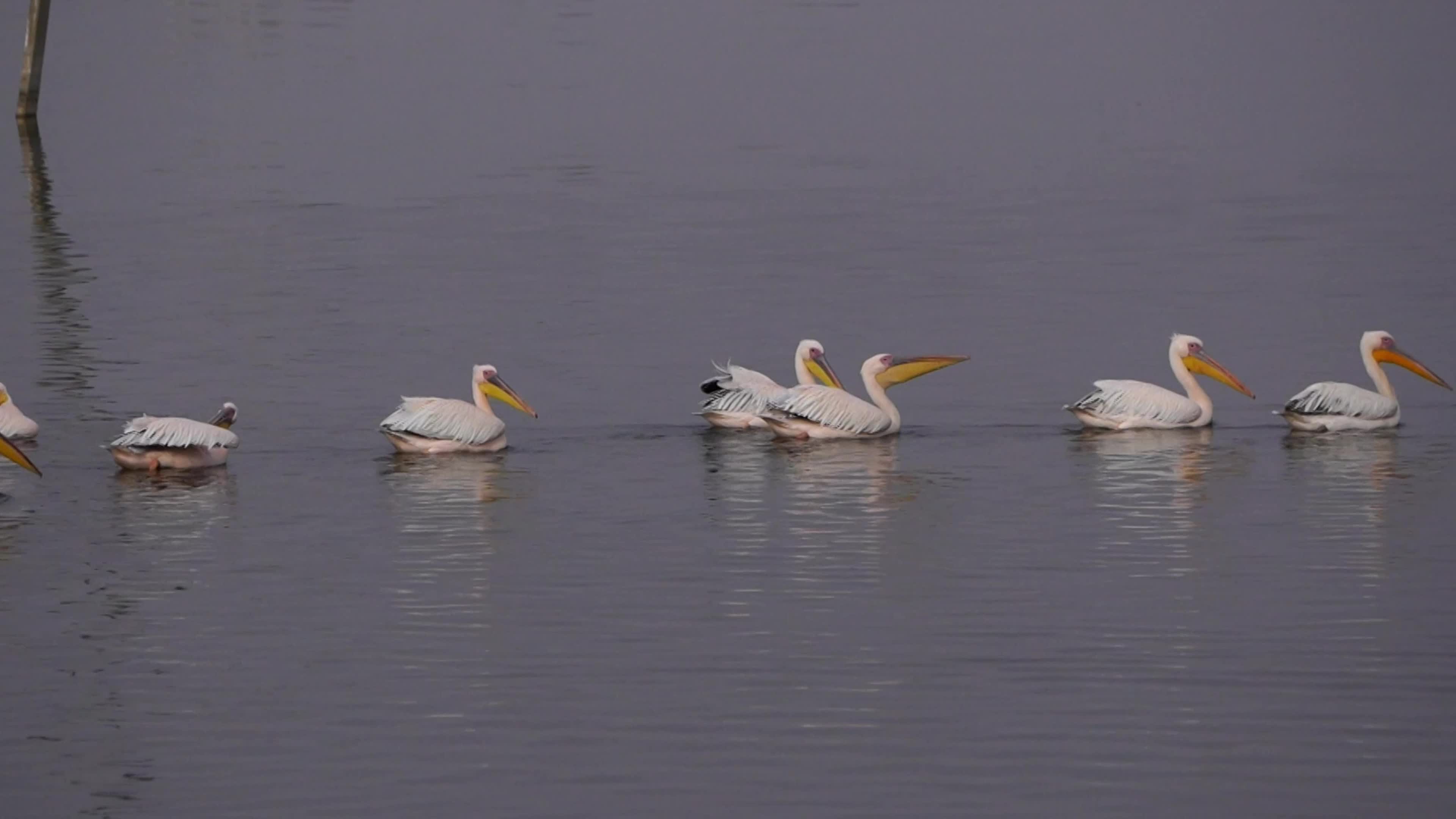 Pelican birds in India