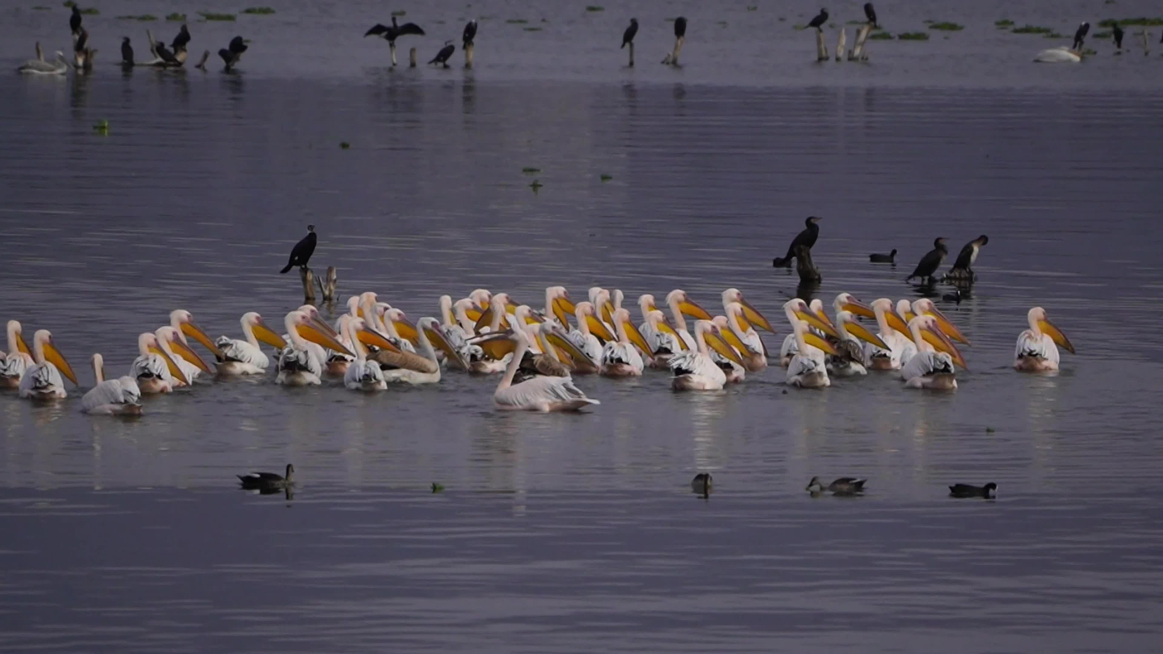 Pelican birds in India
