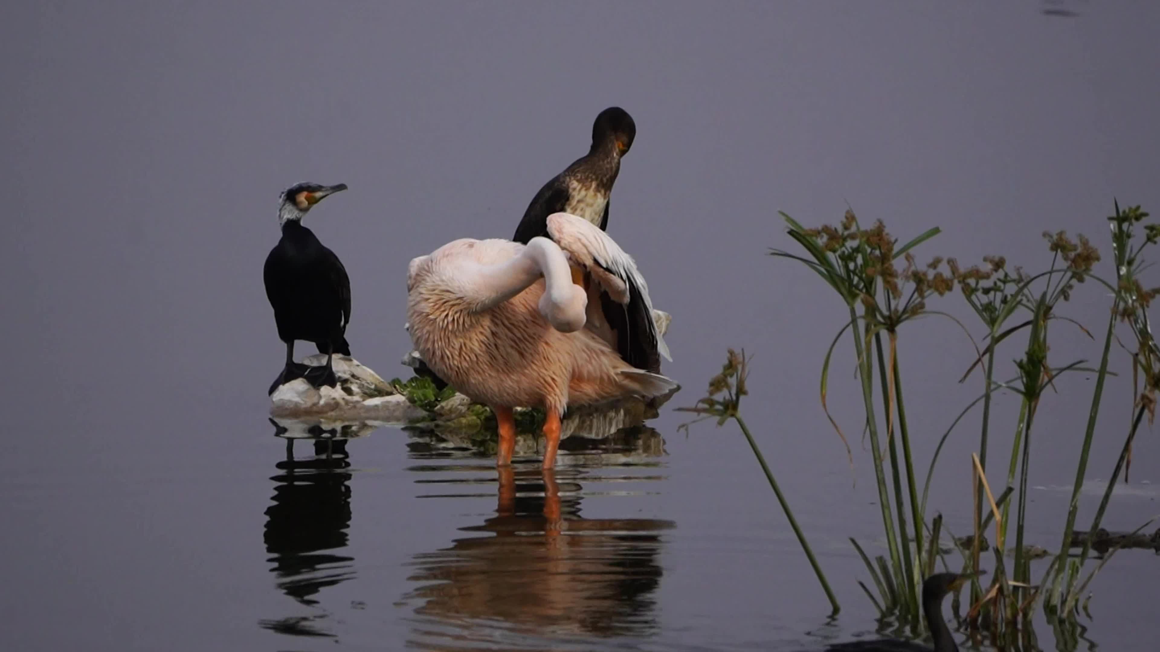 Pelican birds in India