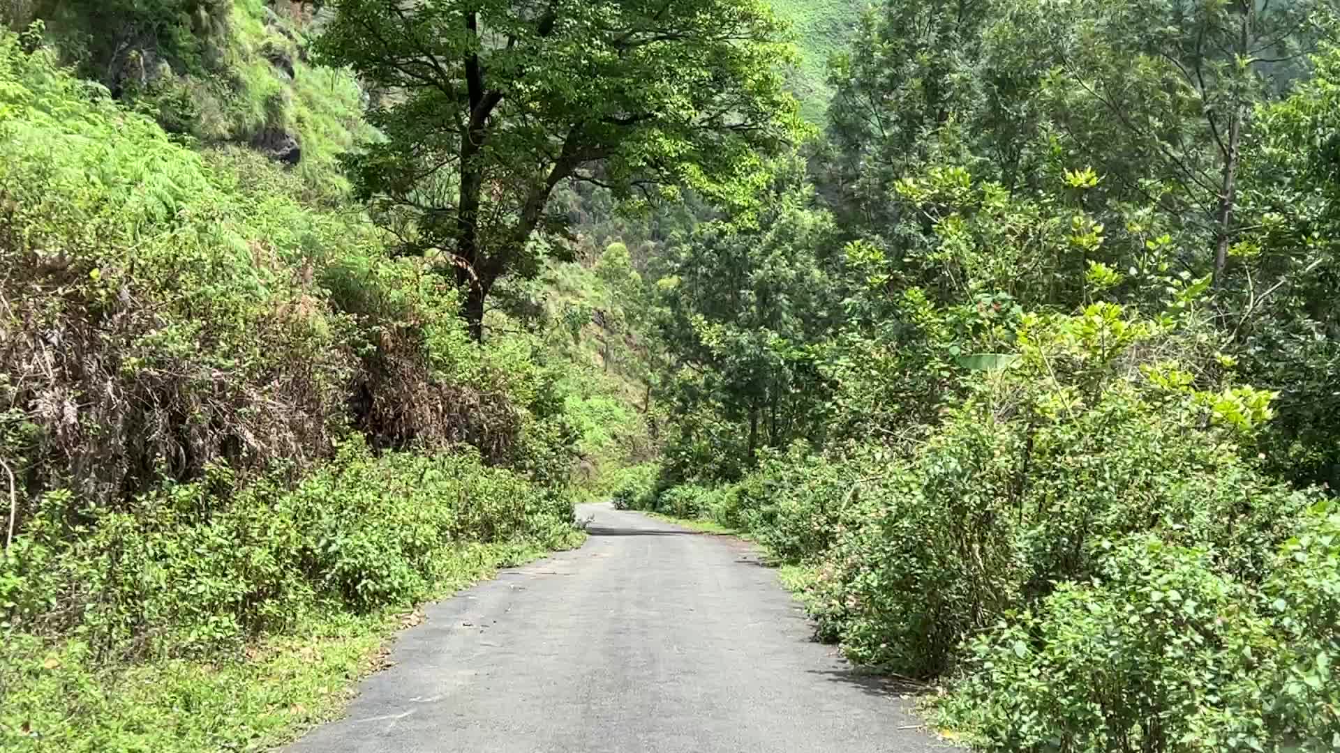 Mountain road cutting through the jungle in Dindigul
