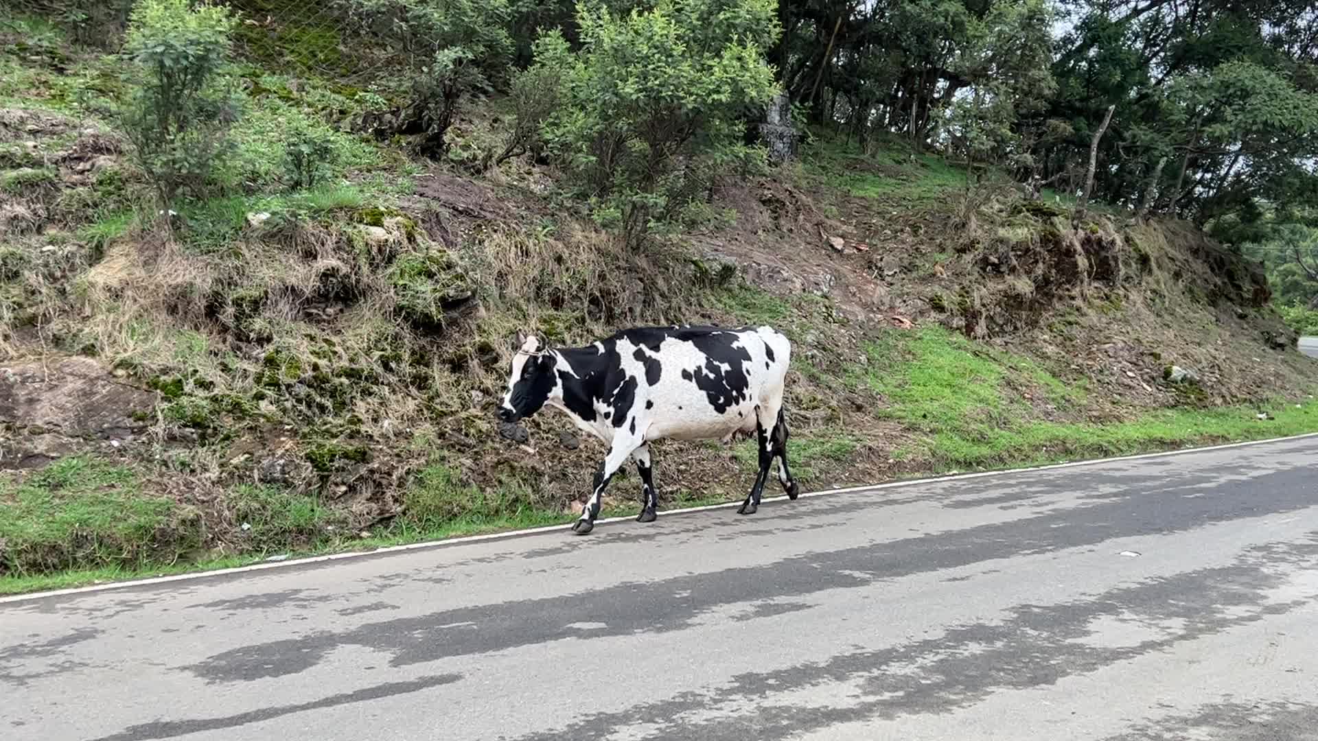 Daily life in Kodaikanal