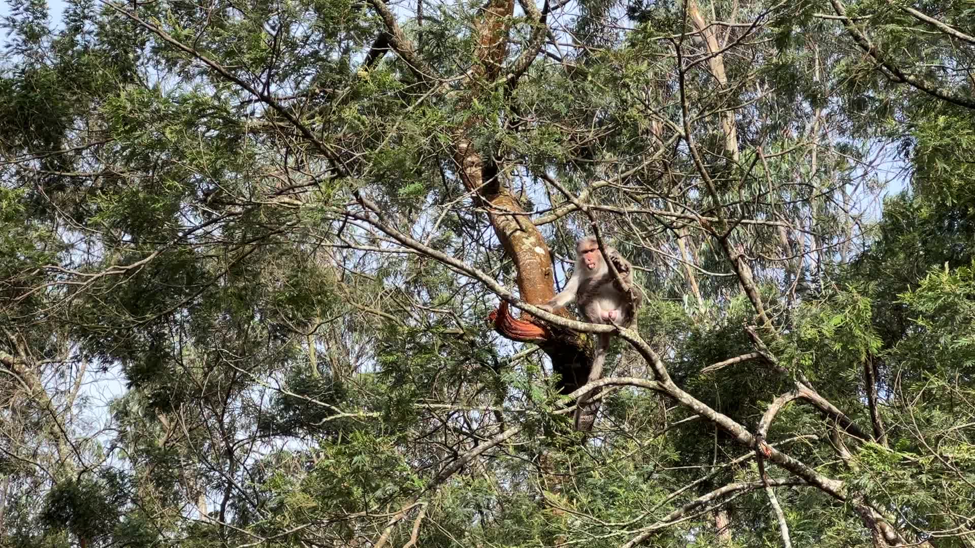 Daily life in Kodaikanal
