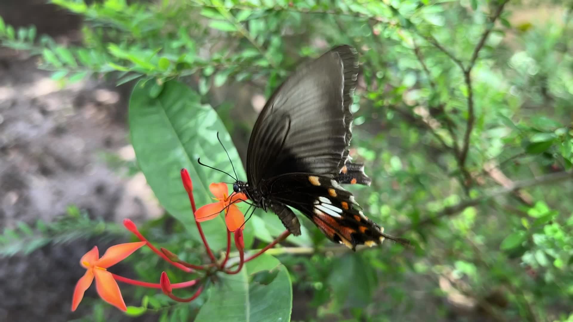 Red Helen swallowtail butterfly