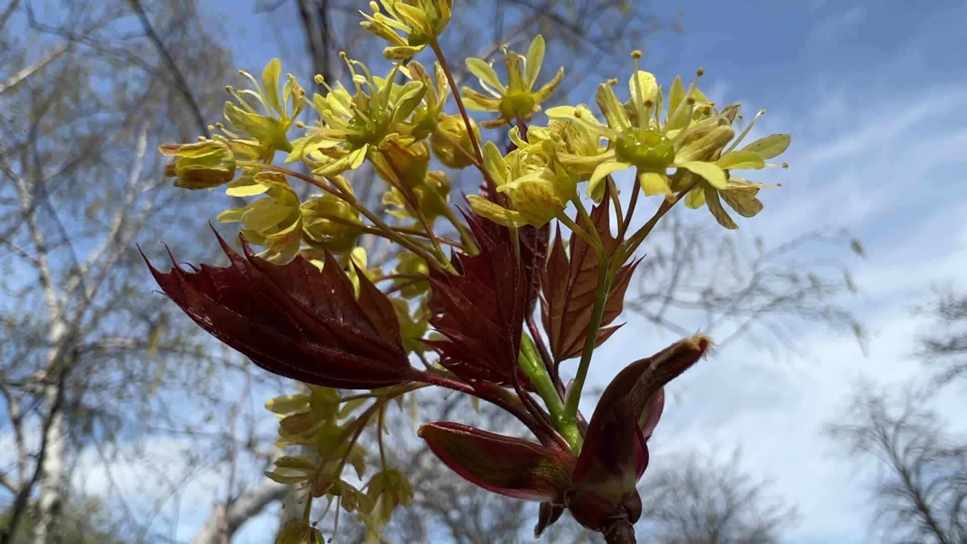 Spring season in Canada
