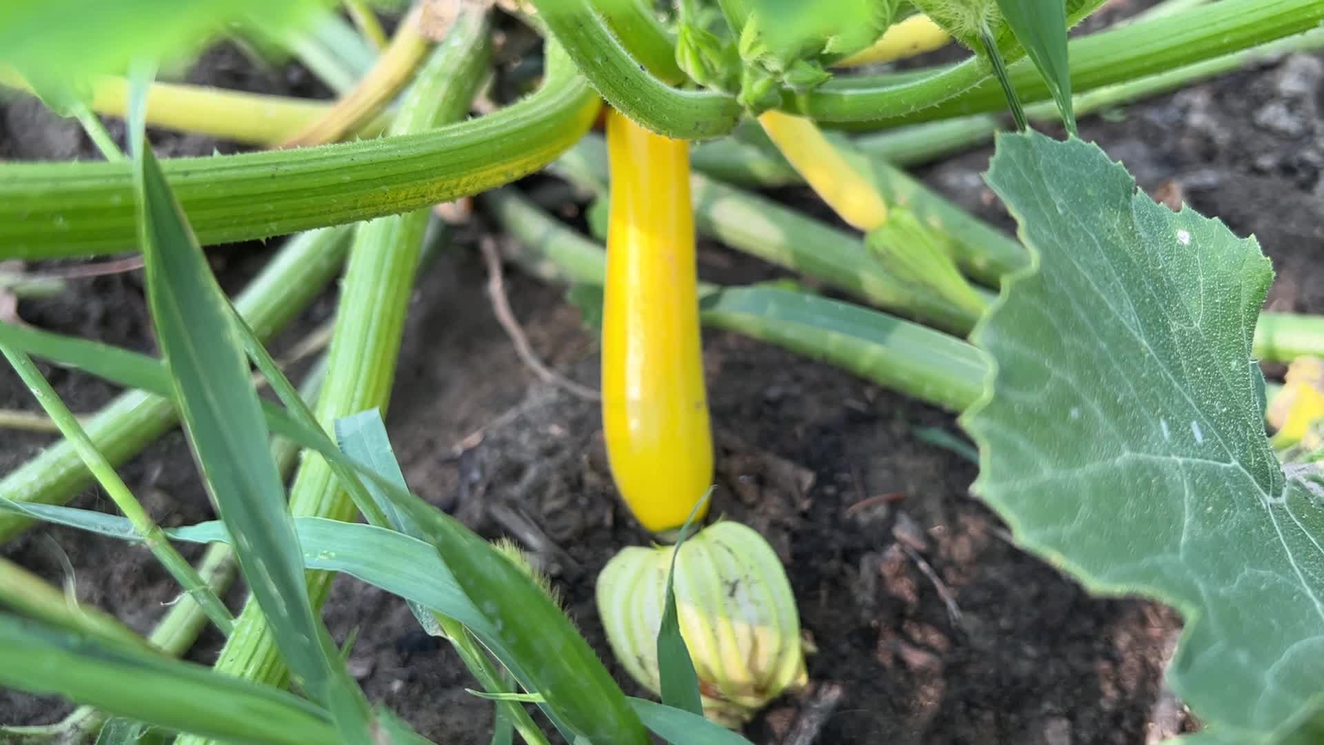Agriculture in Canada