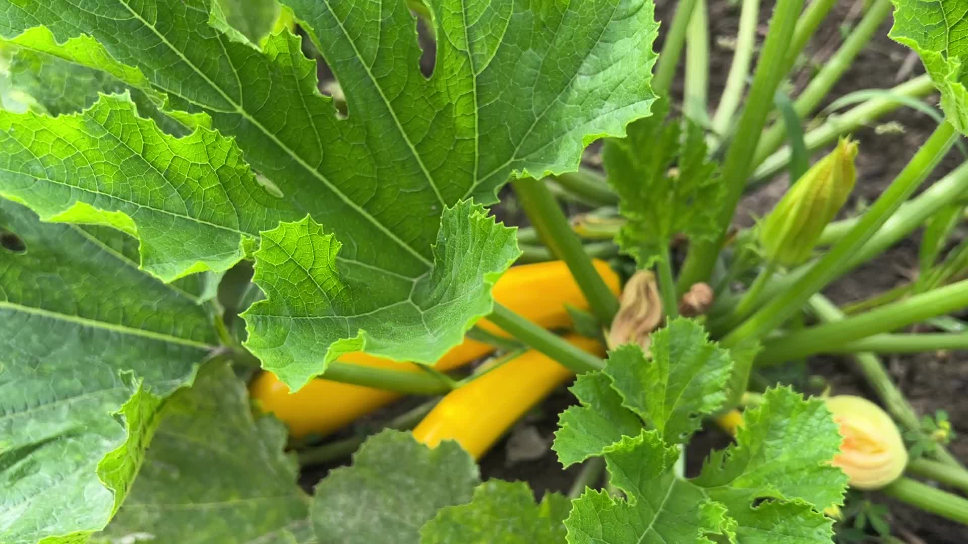 Agriculture in Canada