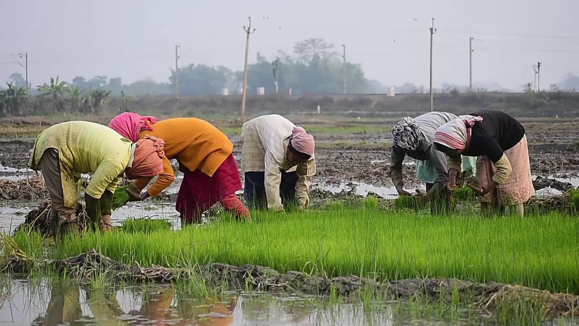 Rice paddy field in India