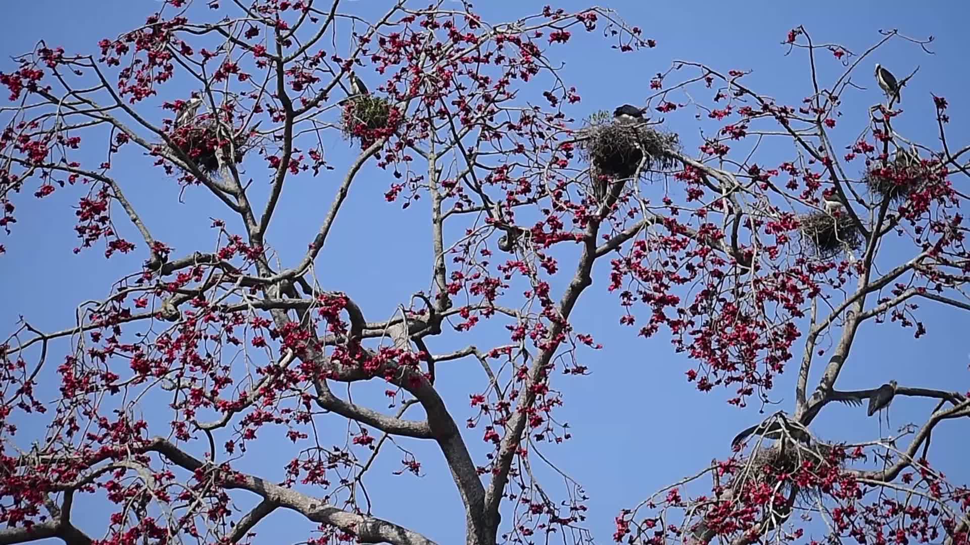 Lesser adjutant storks in India