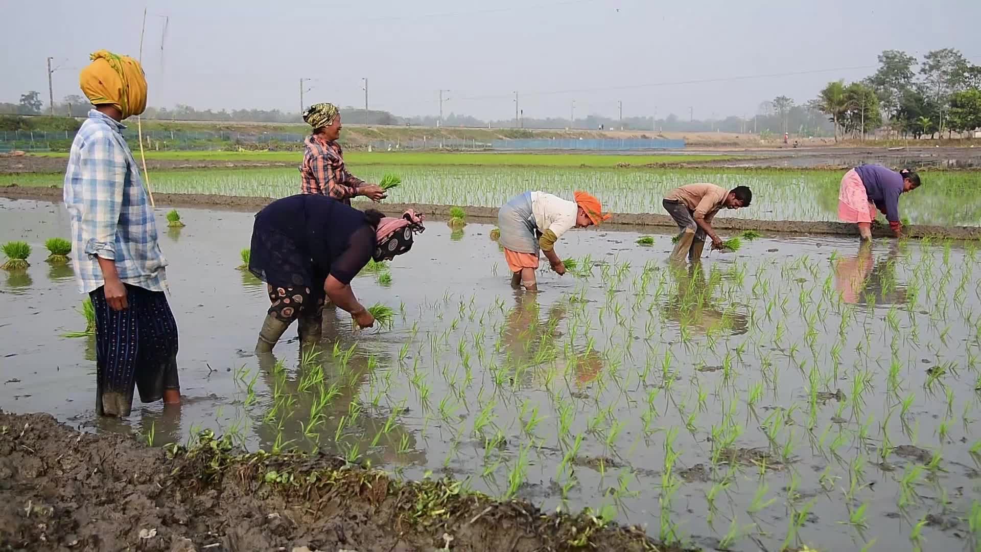 Rice paddy field in India