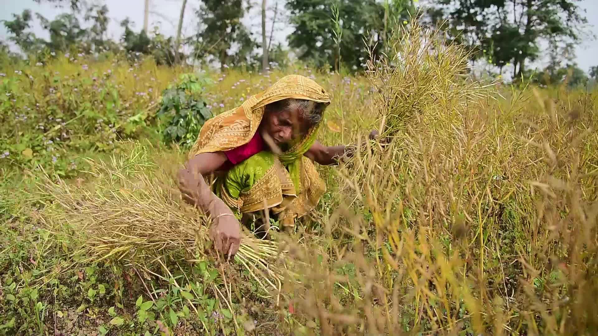 Mustard Harvest In India