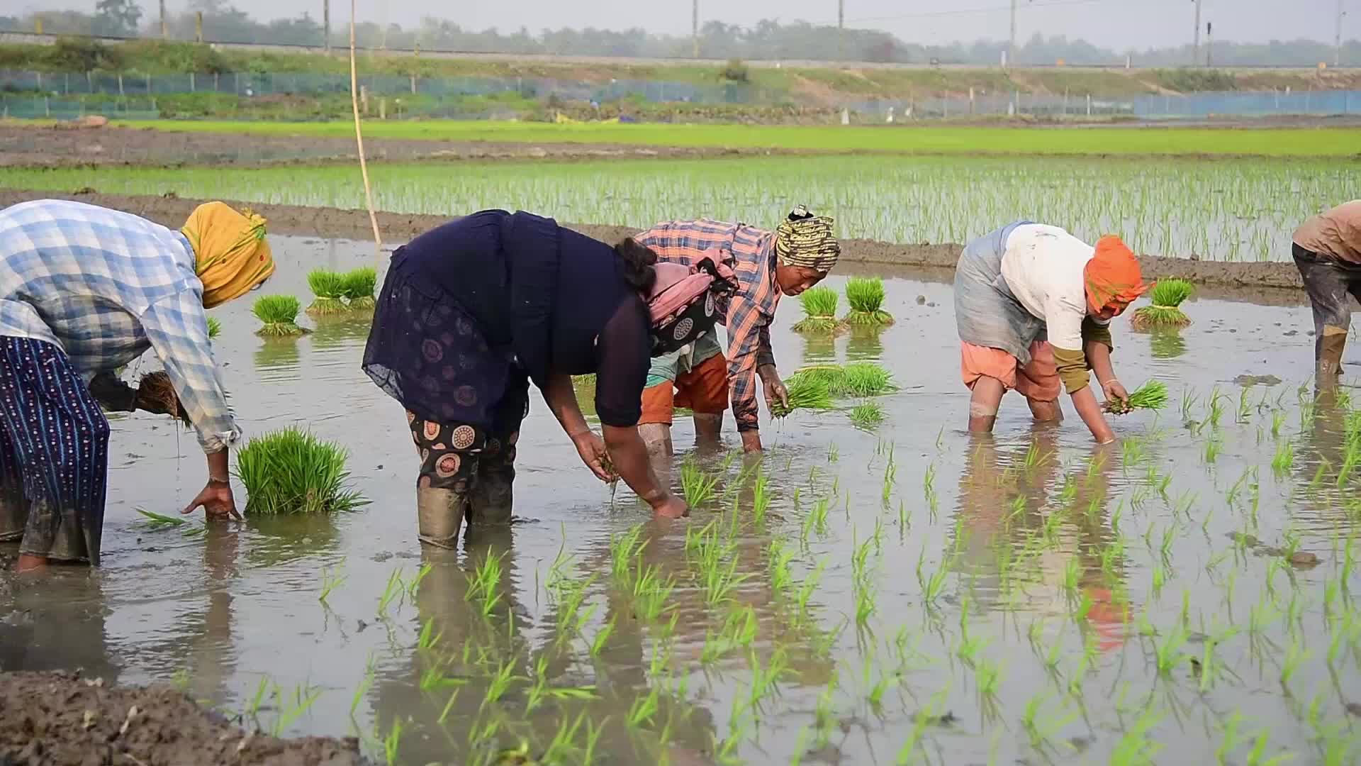 Rice paddy field in India