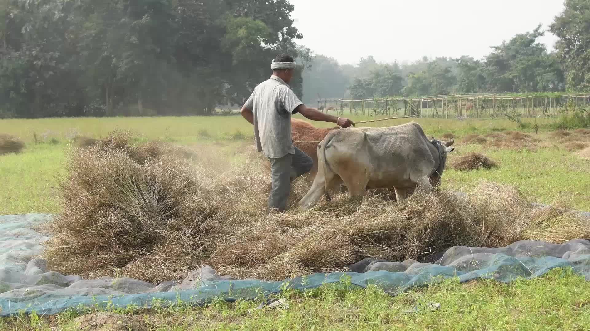 Mustard Harvest In India