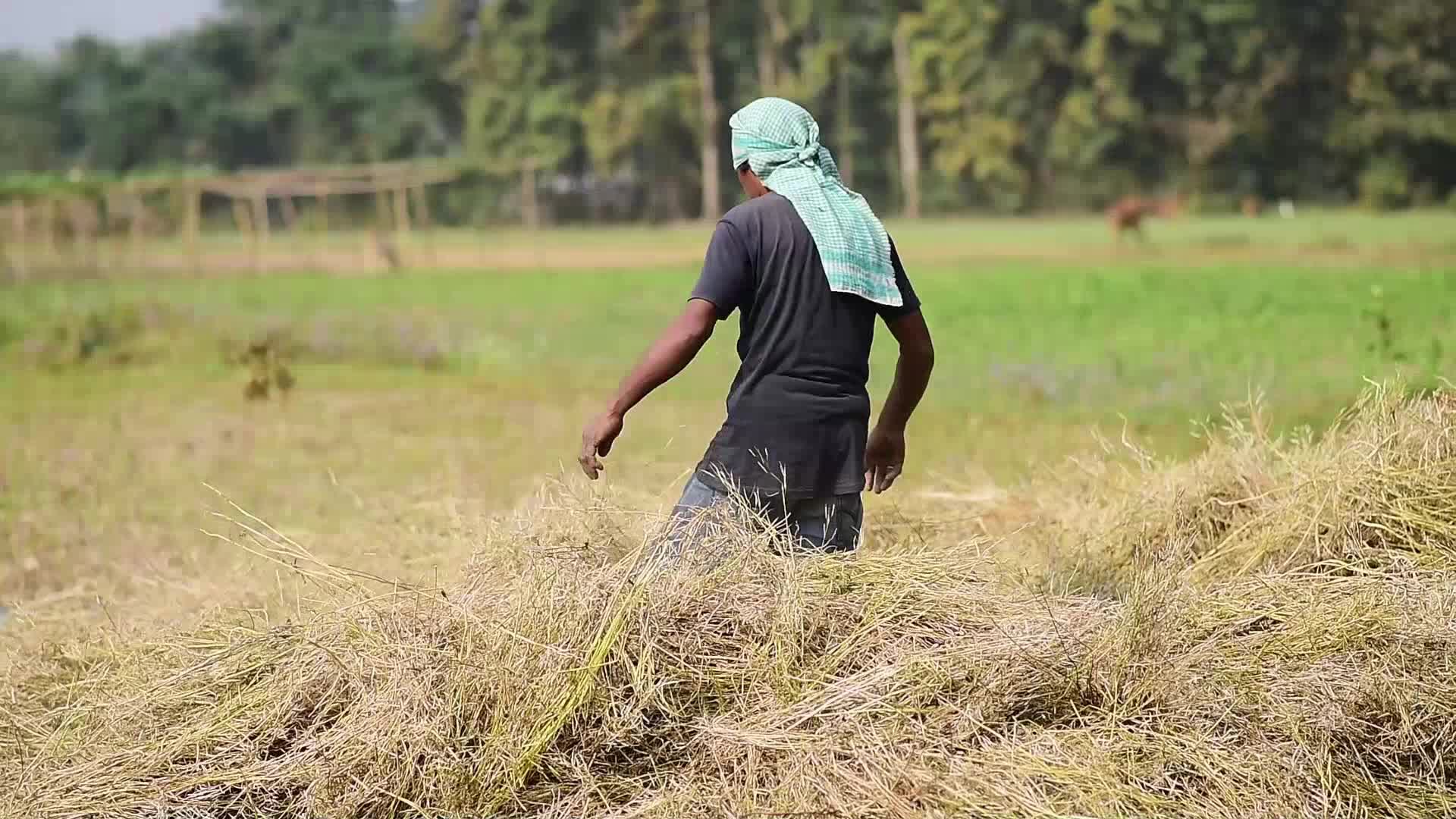 Mustard Harvest In India