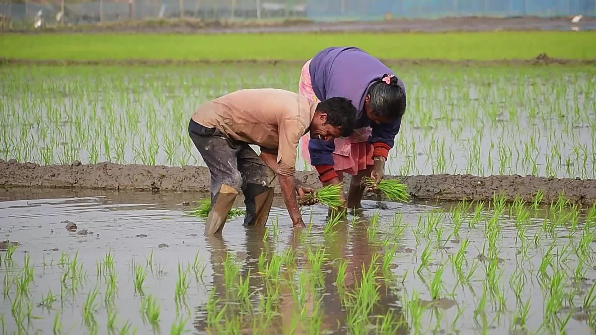 Rice paddy field in India