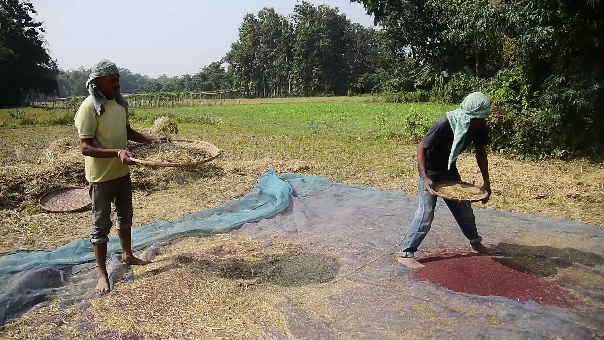 Mustard Harvest In India